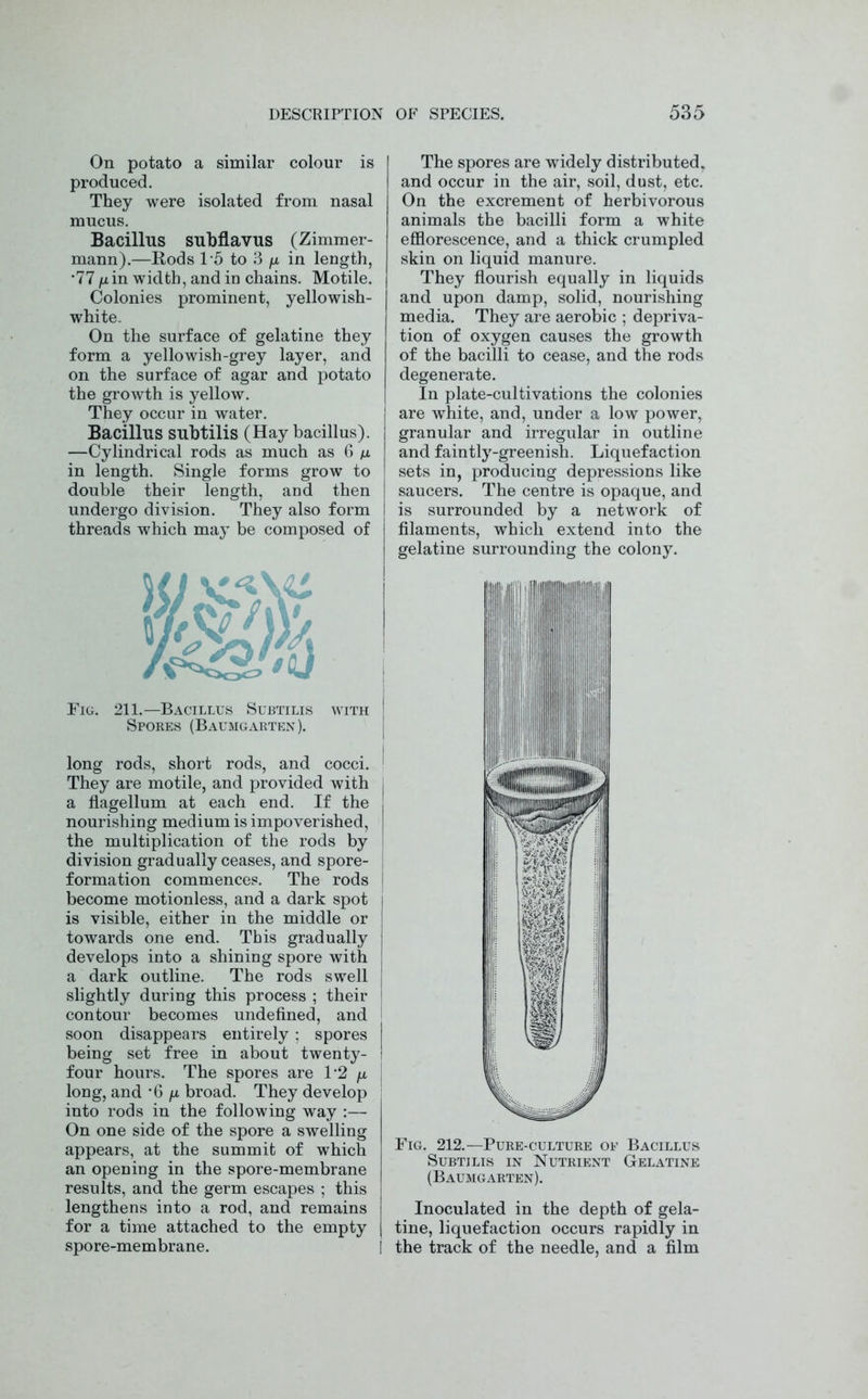 On potato a similar colour is produced. They were isolated from nasal mucus. Bacillus subflavus (Zimmer- mann).—Rods 15 to 3 /x in length, •77 nin width, and in chains. Motile. Colonies prominent, yellowish- white. On the surface of gelatine they form a yellowish-grey layer, and on the surface of agar and potato the growth is yellow. They occur in water. Bacillus subtilis (Hay bacillus). —Cylindrical rods as much as 6 m in length. Single forms grow to double their length, and then undergo division. They also form threads which may be composed of Fig. 211.—Bacillus Subtilis with Spores (Baumgarten). j long rods, short rods, and cocci. 1 They are motile, and provided with a flagellum at each end. If the nourishing medium is impoverished, the multiplication of the rods by division gradually ceases, and spore- formation commences. The rods become motionless, and a dark spot is visible, either in the middle or towards one end. This gradually develops into a shining spore with a dark outline. The rods swell j slightly during this process ; their 1 contour becomes undefined, and j soon disappears entirely ; spores : being set free in about twenty- four hours. The spores are 1’2 /x long, and *6 fx broad. They develop into rods in the following way :— On one side of the spore a swelling appears, at the summit of which an opening in the spore-membrane results, and the germ escapes ; this lengthens into a rod, and remains for a time attached to the empty spore-membrane. The spores are widely distributed, and occur in the air, soil, dust, etc. On the excrement of herbivorous animals the bacilli form a white efflorescence, and a thick crumpled skin on liquid manure. They flourish equally in liquids and upon damp, solid, nourishing media. They are aerobic ; depriva- tion of oxygen causes the growth of the bacilli to cease, and the rods degenerate. In plate-cultivations the colonies are white, and, under a low power, granular and irregular in outline and faintly-greenish. Liquefaction sets in, producing depressions like saucers. The centre is opaque, and is surrounded by a network of filaments, which extend into the gelatine surrounding the colony. Fig. 212.—Pure-culture of Bacillus Subtilis in Nutrient Gelatine (Baumgarten). Inoculated in the depth of gela- tine, liquefaction occurs rapidly in I the track of the needle, and a film