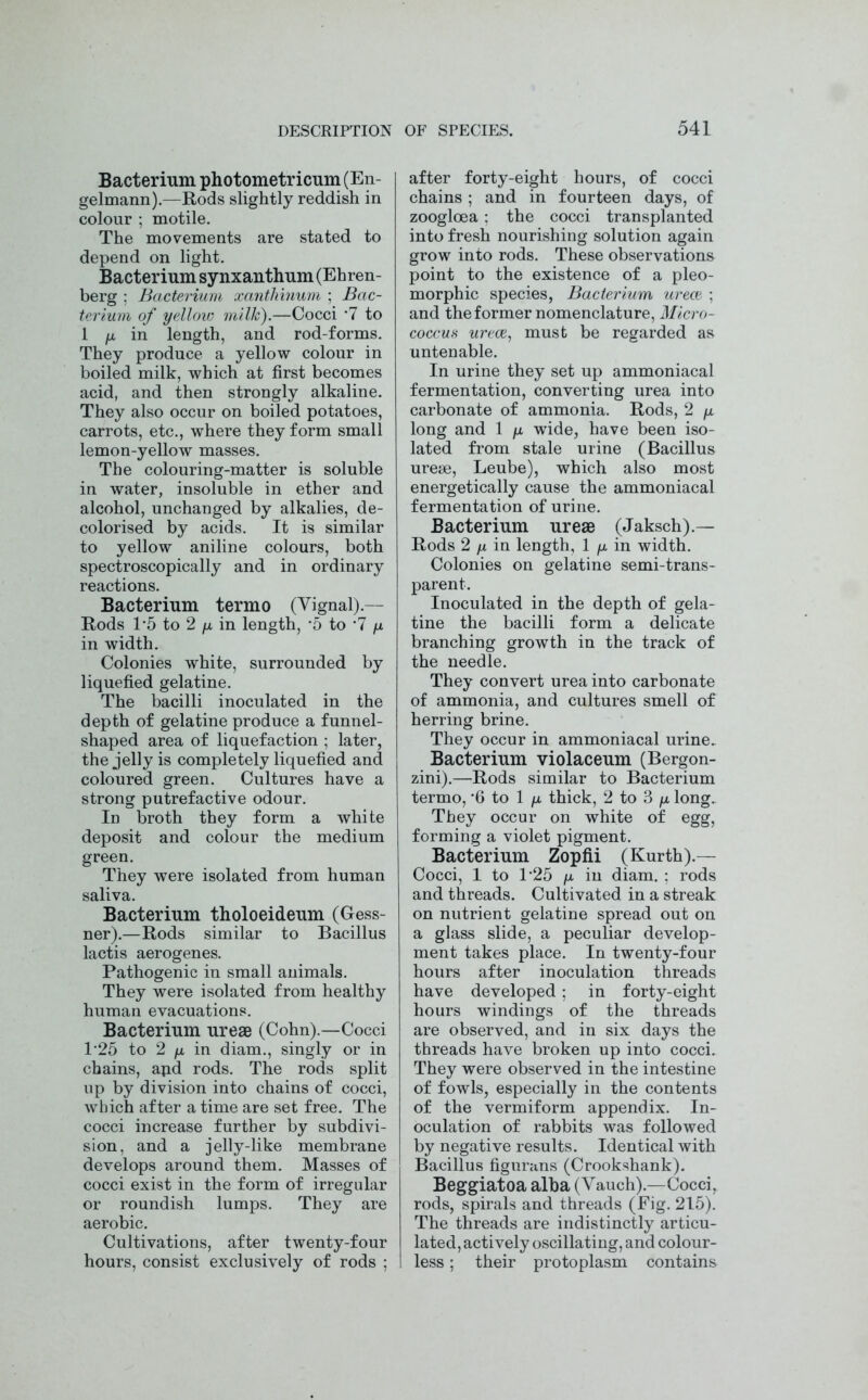 Bacterium photometricum (En- gelmann).—Rods slightly reddish in colour ; motile. The movements are stated to depend on light. Bacterium synxauthum (Ehren- berg ; Bacterium xanthinum ; Bac- terium of yellow milk).—Cocci *7 to 1 fx in length, and rod-forms. They produce a yellow colour in boiled milk, which at first becomes acid, and then strongly alkaline. They also occur on boiled potatoes, carrots, etc., where they form small lemon-yellow masses. The colouring-matter is soluble in water, insoluble in ether and alcohol, unchanged by alkalies, de- colorised by acids. It is similar to yellow aniline colours, both spectroscopically and in ordinary reactions. Bacterium termo (Vignal).— Rods T5 to 2 /z in length, -5 to *7 /z in width. Colonies white, surrounded by liquefied gelatine. The bacilli inoculated in the depth of gelatine produce a funnel- shaped area of liquefaction ; later, the jelly is completely liquefied and coloured green. Cultures have a strong putrefactive odour. In broth they form a white deposit and colour the medium green. They were isolated from human saliva. Bacterium tholoeideum (Gess- ner).—Rods similar to Bacillus lactis aerogenes. Pathogenic in small animals. They were isolated from healthy human evacuations. Bacterium ureae (Cohn).—Cocci 1'25 to 2 /z in diam., singly or in chains, ajid rods. The rods split up by division into chains of cocci, which after a time are set free. The cocci increase further by subdivi- sion, and a jelly-like membrane develops around them. Masses of cocci exist in the form of irregular or roundish lumps. They are aerobic. Cultivations, after twenty-four hours, consist exclusively of rods ; after forty-eight hours, of cocci chains ; and in fourteen days, of zoogloea: the cocci transplanted into fresh nourishing solution again grow into rods. These observations point to the existence of a pleo- morphic species, Bacterium ureae ; and the former nomenclature, Micro- coccus ureae, must be regarded as untenable. In urine they set up ammoniacal fermentation, converting urea into carbonate of ammonia. Rods, 2 p. long and 1 /z wide, have been iso- lated from stale urine (Bacillus ureae, Leube), which also most energetically cause the ammoniacal fermentation of urine. Bacterium ureae (Jaksch).— Rods 2 y in length, 1 /z in width. Colonies on gelatine semi-trans- parent. Inoculated in the depth of gela- tine the bacilli form a delicate branching growth in the track of the needle. They convert urea into carbonate of ammonia, and cultures smell of herring brine. They occur in ammoniacal urine. Bacterium violaceum (Bergon- zini).—Rods similar to Bacterium termo, *6 to 1 /z thick, 2 to 3 y. long. They occur on white of egg, forming a violet pigment. Bacterium Zopfii (Kurth).— Cocci, 1 to P25 /tz in diam. ; rods and threads. Cultivated in a streak on nutrient gelatine spread out on a glass slide, a peculiar develop- ment takes place. In twenty-four hours after inoculation threads have developed; in forty-eight hours windings of the threads are observed, and in six days the threads have broken up into cocci. They were observed in the intestine of fowls, especially in the contents of the vermiform appendix. In- oculation of rabbits was followed by negative results. Identical with Bacillus figurans (Crookshank). Beggiatoa alba (Vauch).—Cocci, rods, spirals and threads (Fig. 215). The threads are indistinctly articu- lated, actively oscillating, and colour- less ; their protoplasm contains