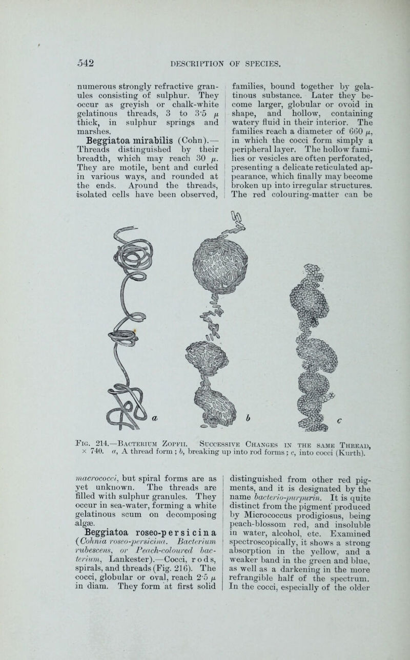 numerous strongly refractive gran- ules consisting of sulphur. They occur as greyish or chalk-white gelatinous threads, 3 to 3-5 /x thick, in sulphur springs and marshes. Beggiatoa mirabilis (Cohn).— Threads distinguished by their breadth, which may reach 30 /x. They are motile, bent and curled in various ways, and rounded at the ends. Around the threads, isolated cells have been observed, families, bound together by gela- tinous substance. Later they be- come larger, globular or ovoid in shape, and hollow, containing watery fluid in their interior. The families reach a diameter of 660 /tx, in which the cocci form simply a peripheral layer. The hollow fami- lies or vesicles are often perforated, presenting a delicate reticulated ap- pearance, which finally may become broken up into irregular structures. The red colouring-matter can be Tig. 214.—Bacterium Zopfii. Successive Changes in the same Thread, x 740. a, A thread form ; b, breaking up into rod forms; c, into cocci (Kurth).  macrococci, but spiral forms are as yet unknown. The threads are filled with sulphur granules. They occur in sea-water, forming a white gelatinous scum on decomposing algae. Beggiatoa roseo-persicina ( Cohnia roseo-persicina. Bacterium rubescens, or Peach-coloured bac- terium, Lankester).—Cocci, rods, spirals, and threads (Fig. 216). The cocci, globular or oval, reach 2 5 fx in diam. They form at first solid I distinguished from other red pig- ments, and it is designated by the name bacterio-purpurin. It is quite distinct from the pigment’ produced by Micrococcus prodigiosus, being peach-blossom red, and insoluble in water, alcohol, etc. Examined spectroscopically, it shows a strong absorption in the yellow, and a weaker band in the green and blue, as well as a darkening in the more refrangible half of the spectrum. In the cocci, especially of the older