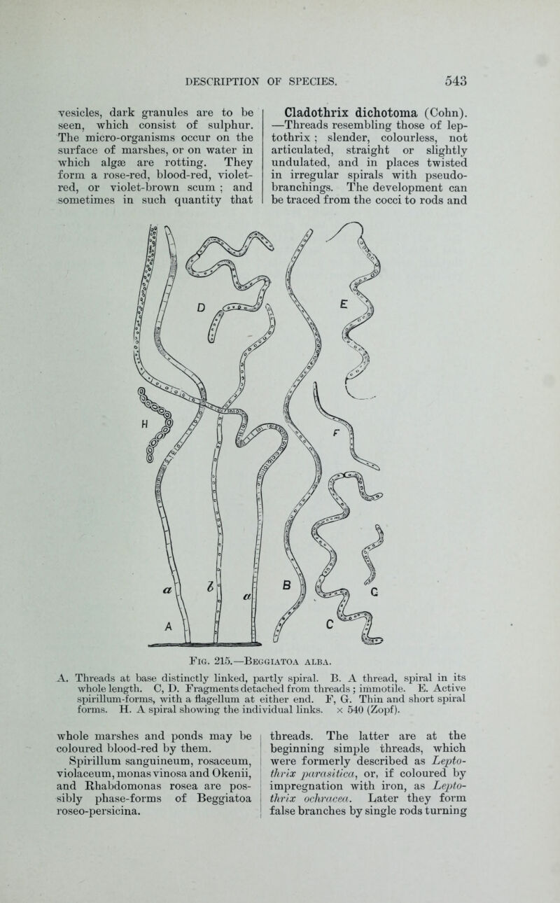 vesicles, dark granules are to be seen, which consist of sulphur. The micro-organisms occur on the surface of marshes, or on water in which algae are rotting. They form a rose-red, blood-red, violet- red, or violet-brown scum ; and sometimes in such quantity that Cladothrix dichotoma (Cohn). —Threads resembling those of lep- tothrix ; slender, colourless, not articulated, straight or slightly undulated, and in places twisted in irregular spirals with pseudo- branchings. The development can be traced from the cocci to rods and Fig. 215.—Beggiatoa alba. A. Threads at base distinctly linked, partly spiral. B. A thread, spiral in its whole length. C, D. Fragments detached from threads; immotile. F. Active spirillum-forms, with a flagellum at either end. F, Gr. Thin and short spiral forms. H. A spiral showing the indi whole marshes and ponds may be coloured blood-red by them. Spirillum sanguineum, rosaceum, violaceum, monas vinosa and Okenii, and Rhabdomonas rosea are pos- sibly phase-forms of Beggiatoa roseo-persicina. links, x 540 (Zopf). threads. The latter are at the beginning simple threads, which were formerly described as Lepto- ihrix parasitica, or, if coloured by impregnation with iron, as Lepto- thrix ochracea. Later they form false branches by single rods turning
