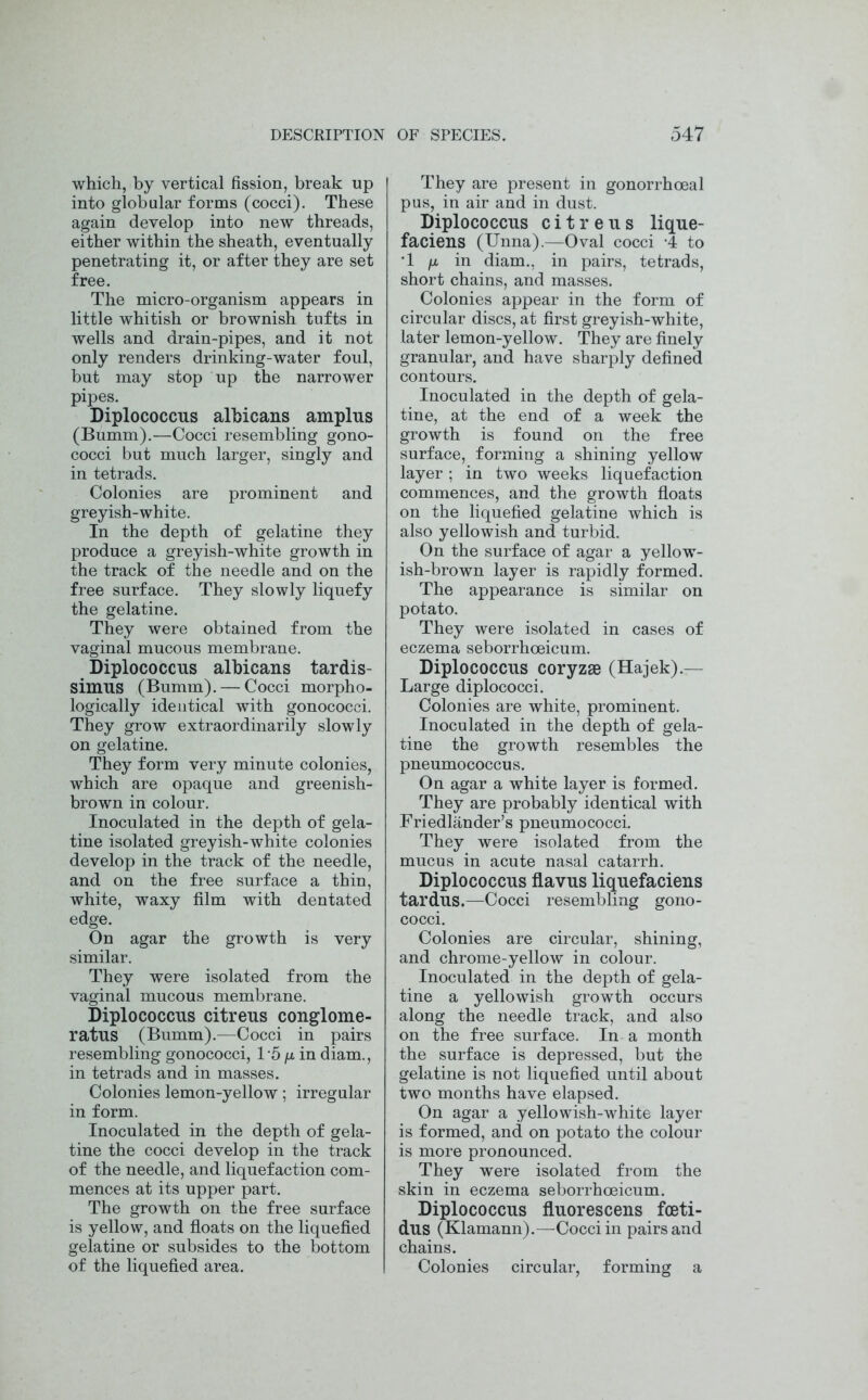which, by vertical fission, break up into globular forms (cocci). These again develop into new threads, either within the sheath, eventually penetrating it, or after they are set free. The micro-organism appears in little whitish or brownish tufts in wells and drain-pipes, and it not only renders drinking-water foul, but may stop up the narrower pipes. Diplococcus albicans amplus (Bumm).—Cocci resembling gono- cocci but much larger, singly and in tetrads. Colonies are prominent and greyish-white. In the depth of gelatine they produce a greyish-white growth in the track of the needle and on the free surface. They slowly liquefy the gelatine. They were obtained from the vaginal mucous membrane. Diplococcus albicans tardis- simus (Bumm). — Cocci morpho- logically identical with gonococci. They grow extraordinarily slowly on gelatine. They form very minute colonies, which are opaque and greenish- brown in colour. Inoculated in the depth of gela- tine isolated greyish-white colonies develop in the track of the needle, and on the free surface a thin, white, waxy film with dentated edge. On agar the growth is very similar. They were isolated from the vaginal mucous membrane. Diplococcus citreus conglome- ratus (Bumm).—Cocci in pairs resembling gonococci, T5 /x in diam., in tetrads and in masses. Colonies lemon-yellow; irregular in form. Inoculated in the depth of gela- tine the cocci develop in the track of the needle, and liquefaction com- mences at its upper part. The growth on the free surface is yellow, and floats on the liquefied gelatine or subsides to the bottom of the liquefied area. They are present in gonorrhoeal pus, in air and in dust. Diplococcus citreus lique- faciens (Unna).—Oval cocci -4 to ‘1 fji in diam., in pairs, tetrads, short chains, and masses. Colonies appear in the form of circular discs, at first greyish-white, later lemon-yellow. They are finely granular, and have sharply defined contours. Inoculated in the depth of gela- tine, at the end of a week the growth is found on the free surface, forming a shining yellow layer ; in two weeks liquefaction commences, and the growth floats on the liquefied gelatine which is also yellowish and turbid. On the surface of agar a yellow- ish-brown layer is rapidly formed. The appearance is similar on potato. They were isolated in cases of eczema seborrhceicum. Diplococcus coryzse (Hajek).— Large diplococci. Colonies are white, prominent. Inoculated in the depth of gela- tine the growth resembles the pneumococcus. On agar a white layer is formed. They are probably identical with Friedlander’s pneumococci. They were isolated from the mucus in acute nasal catarrh. Diplococcus flavus liquefaciens tardus.—Cocci resembling gono- cocci. Colonies are circular, shining, and chrome-yellow in colour. Inoculated in the depth of gela- tine a yellowish growth occurs along the needle track, and also on the free surface. In a month the surface is depressed, but the gelatine is not liquefied until about two months have elapsed. On agar a yellowish-white layer is formed, and on potato the colour is more pronounced. They were isolated from the skin in eczema seborrhoeicum. Diplococcus fluorescens fceti- dus (Klamann).—Cocci in pairs and chains. Colonies circular, forming a