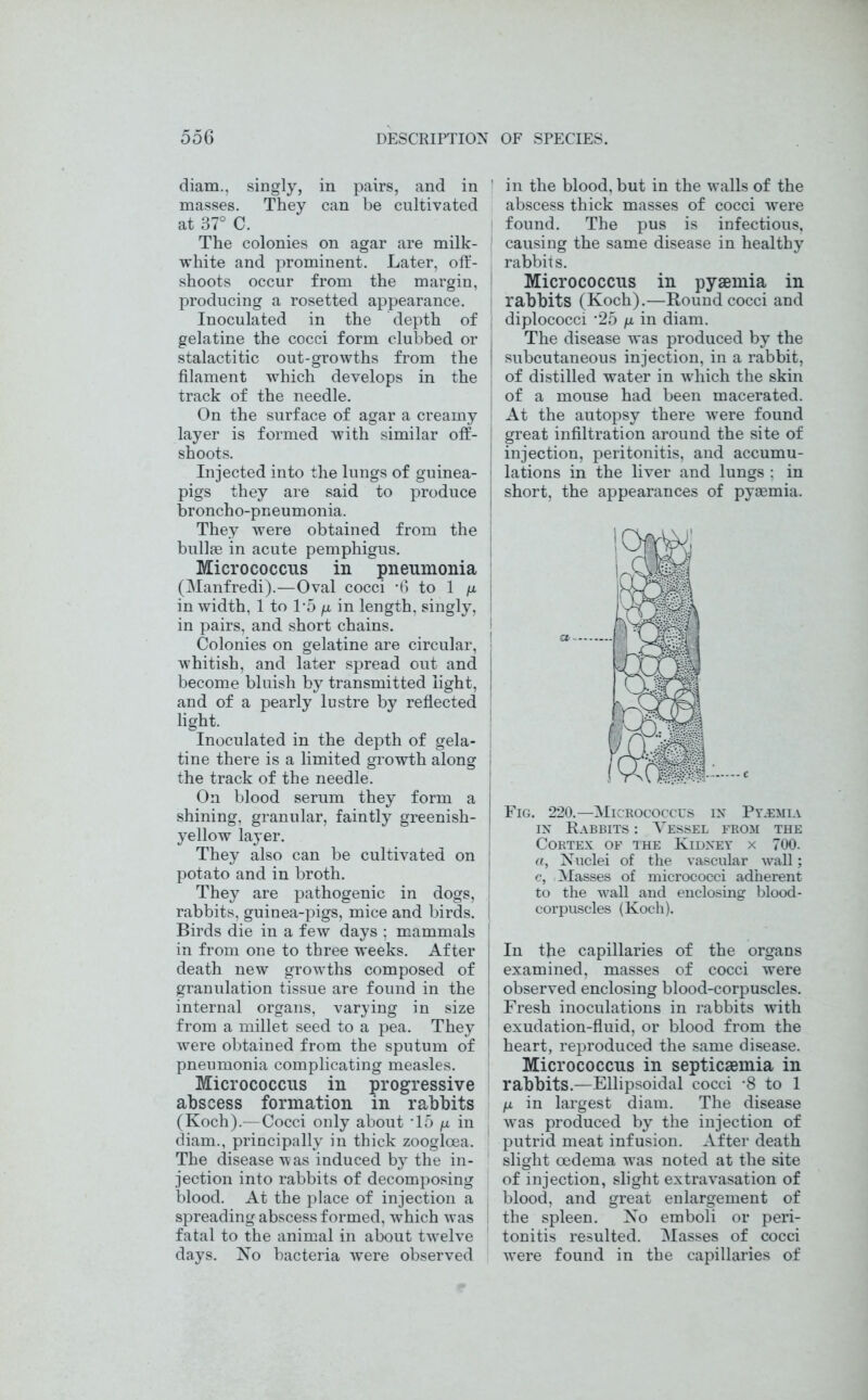 diam., singly, in pairs, and in ' masses. They can be cultivated at 37° C. The colonies on agar are milk- white and prominent. Later, off- shoots occur from the margin, I producing a rosetted appearance. Inoculated in the depth of j gelatine the cocci form clubbed or j stalactitic out-growths from the | filament which develops in the track of the needle. On the surface of agar a creamy ! layer is formed with similar off- I shoots. Injected into the lungs of guinea- pigs they are said to produce j broncho-pneumonia. They were obtained from the bullae in acute pemphigus. Micrococcus in pneumonia (Manfredi).—Oval cocci '6 to 1 p, in width, 1 to 1 -5 p, in length, singly, in pairs, and short chains. Colonies on gelatine are circular, j whitish, and later spread out and j become bluish by transmitted light, and of a pearly lustre by reflected light. Inoculated in the depth of gela- tine there is a limited growth along | the track of the needle. On blood serum they form a shining, granular, faintly greenish- i yellow layer. They also can be cultivated on ; potato and in broth. They are pathogenic in dogs, rabbits, guinea-pigs, mice and birds. Birds die in a few days : mammals in from one to three weeks. After I death new growths composed of granulation tissue are found in the internal organs, varying in size from a millet seed to a pea. They ' were obtained from the sputum of pneumonia complicating measles. Micrococcus in progressive abscess formation in rabbits (Koch).—Cocci only about ‘15 /x in diam., principally in thick zoogloea. The disease was induced by the in- jection into rabbits of decomposing blood. At the place of injection a spreading abscess formed, which was fatal to the animal in about twelve days. No bacteria were observed in the blood, but in the walls of the abscess thick masses of cocci were found. The pus is infectious, causing the same disease in healthy rabbits. Micrococcus in pyaemia in rabbits (Koch).—Round cocci and diplococci -25 /x in diam. The disease was produced by the subcutaneous injection, in a rabbit, of distilled water in which the skin of a mouse had been macerated. At the autopsy there wrere found great infiltration around the site of injection, peritonitis, and accumu- lations in the liver and lungs : in short, the appearances of pyaemia. Fig. 220.—Micrococcus in Pyjemia in Rabbits : Vessel from the Cortex of the Kidney x 700. a, Nuclei of the vascular wall; c, Masses of micrococci adherent to the wall and enclosing blood- corpuscles (Koch). In the capillaries of the organs examined, masses of cocci were observed enclosing blood-corpuscles. Fresh inoculations in rabbits with exudation-fluid, or blood from the heart, reproduced the same disease. Micrococcus in septicaemia in rabbits.—Ellipsoidal cocci -8 to 1 p. in largest diam. The disease was produced by the injection of putrid meat infusion. After death slight oedema wTas noted at the site of injection, slight extravasation of blood, and great enlargement of the spleen. No emboli or peri- tonitis resulted. Masses of cocci were found in the capillaries of