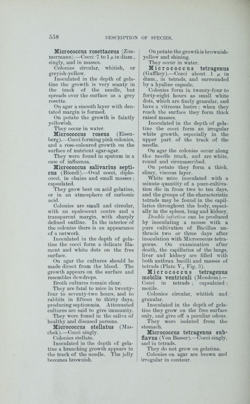 Micrococcus rosettaceus (Zim- mermann).—Cocci *7 to 1 /x in diam., singly, and in masses. Colonies circular, whitish, or greyish-yellow. Inoculated in the depth of gela- tine the growth is very scanty in the track of the needle, but spreads over the surface as a grey rosette. On agar a smooth layer with den- tated margin is formed. On potato the growth is faintly yellowish. They occur in water. Micrococcus roseus (Eisen- berg).—Cocci forming pink colonies, and a rose-coloured growth on the surface of nutrient agar-agar. They were found in sputum in a case of influenza. Micrococcus salivarius septi- CUS (Biondi).—Oval cocci, diplo- cocci, in chains and small masses ; capsulated. They grow best on acid gelatine, or in an atmosphere of carbonic acid. Colonies are small and circular, with an opalescent centre and a transparent margin, with sharply defined outline. In the interior of the colonies there is an appearance of a network. Inoculated in the depth of gela- tine the cocci form a delicate fila- ment and white dots on the free surface. On agar the cultures should be made direct from the blood. The growth appears on the surface and resembles dewdrops. Broth cultures remain clear. They are fatal to mice in twenty- four to seventy-two hours, and to rabbits in fifteen to thirty days, producing septicaemia. Attenuated cultures are said to give immunity. They were found in the saliva of healthy and diseased persons. Micrococcus stellatus (Mas- chek).—Cocci singly. Colonies stellate. Inoculated in the depth of gela- tine a branching growth appears in the track of the needle. The jelly becomes brownish. On potato the growth is brownish- yellow and shining. They occur in water. Micrococcus tetragenus (Gaffkey).—Cocci about 1 /x in diam., in tetrads, and surrounded by a hyaline capsule. Colonies form in twenty-four to forty-eight hours as small white dots, which are finely granular, and have a vitreous lustre ; when they reach the surface they form thick raised masses. Inoculated in the depth of gela- tine the cocci form an irregular white growth, especially in the upper part of the track of the needle. On agar the colonies occur along the needle track, and are white, round and circumscribed. On potato they form a thick, slimy, viscous layer. White mice inoculated with a minute quantity of a pure-cultiva- tion die in from two to ten days, and the groups of the characteristic tetrads may be found in the capil- laries throughout the body, especi- ally in the spleen, lung and kidney. Double infection can be produced by inoculating a mouse with a pure cultivation of Bacillus an- thracis two or three days after inoculation with Micrococcus tetra- genus. On examination after death, the capillaries of the lungs, liver and kidney are filled with both anthrax bacilli and masses of tetrads (Plate V., Fig. 3). Micrococcus tetragenus mobilis ventriculi (Mendoza).— Cocci in tetrads ; capsulated : motile. Colonies circular, whitish and granular. Inoculated in the depth of gela- tine they grow on the free surface only, and give off a peculiar odour. They were isolated from the stomach. Micrococcus tetragenus sub- flavus (Von Besser).—Cocci singly, and in tetrads. They do not grow on gelatine. Colonies on agar are brown and irregular in contour.