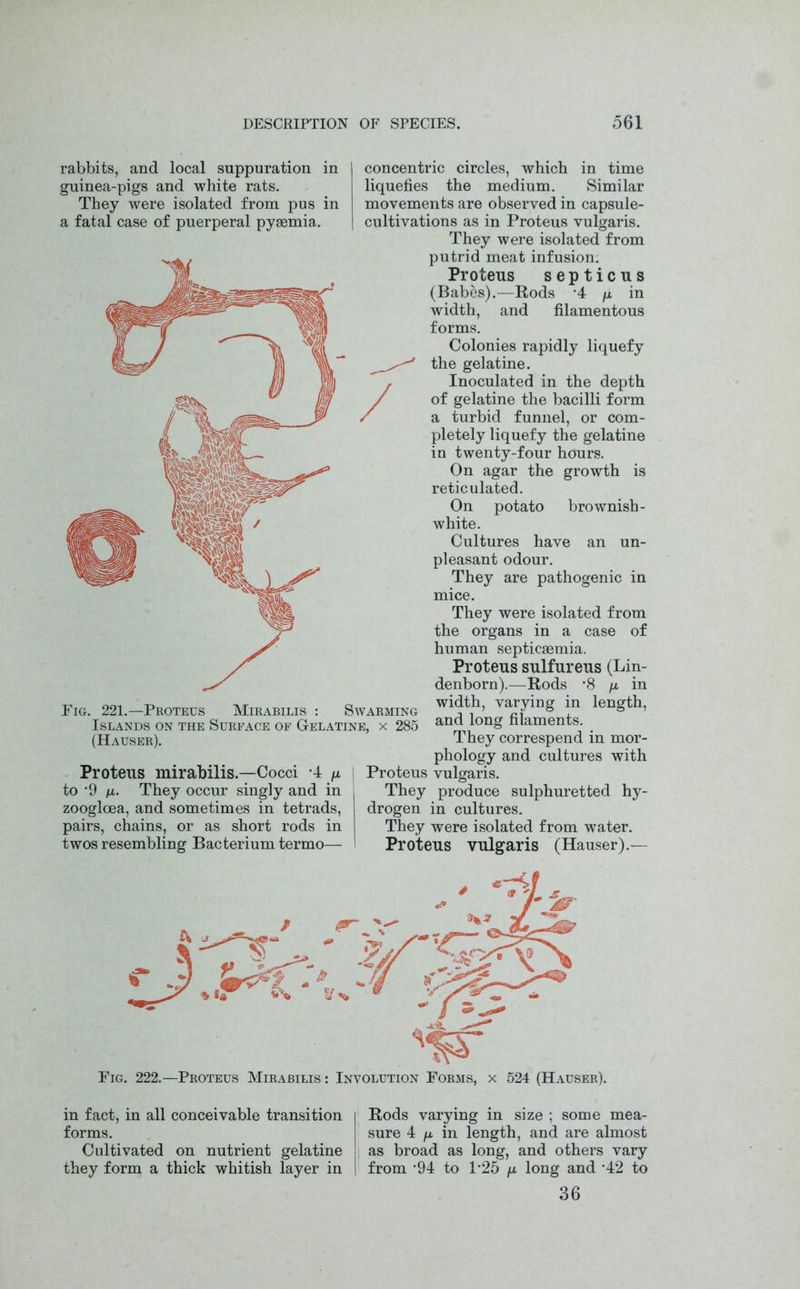 rabbits, and local suppuration in guinea-pigs and white rats. They were isolated from pus in a fatal case of puerperal pyaemia. Fig. 221.—Proteus Mirabilis : Swarming Islands on the Surface of Gelatine, x 285 (Hauser). Proteus mirabilis.—Cocci *4 ^ to ‘9 /x. They occur singly and in zoogloea, and sometimes in tetrads, pairs, chains, or as short rods in twos resembling Bacterium termo— concentric circles, which in time liquefies the medium. Similar movements are observed in capsule- cultivations as in Proteus vulgaris. They were isolated from putrid meat infusion. Proteus septicus (Babes).—Rods -4 /x in width, and filamentous forms. Colonies rapidly liquefy the gelatine. /Inoculated in the depth of gelatine the bacilli form a turbid funnel, or com- pletely liquefy the gelatine in twenty-four hours. On agar the growth is reticulated. On potato brownish- white. Cultures have an un- pleasant odour. They are pathogenic in mice. They were isolated from the organs in a case of human septicaemia. Proteus sulfureus (Lin- denborn).—Rods -8 /x in width, varying in length, and long filaments. They correspend in mor- phology and cultures with Proteus vulgaris. They produce sulphuretted hy- drogen in cultures. They were isolated from water. Proteus vulgaris (Hauser).— Fig. 222.—Proteus Mirabilis : Involution Forms, x 524 (Hauser). in fact, in all conceivable transition forms. Cultivated on nutrient gelatine they form a thick whitish layer in Rods varying in size ; some mea- sure 4 ix in length, and are almost as broad as long, and others vary from ’94 to P25 /x long and ‘42 to 36