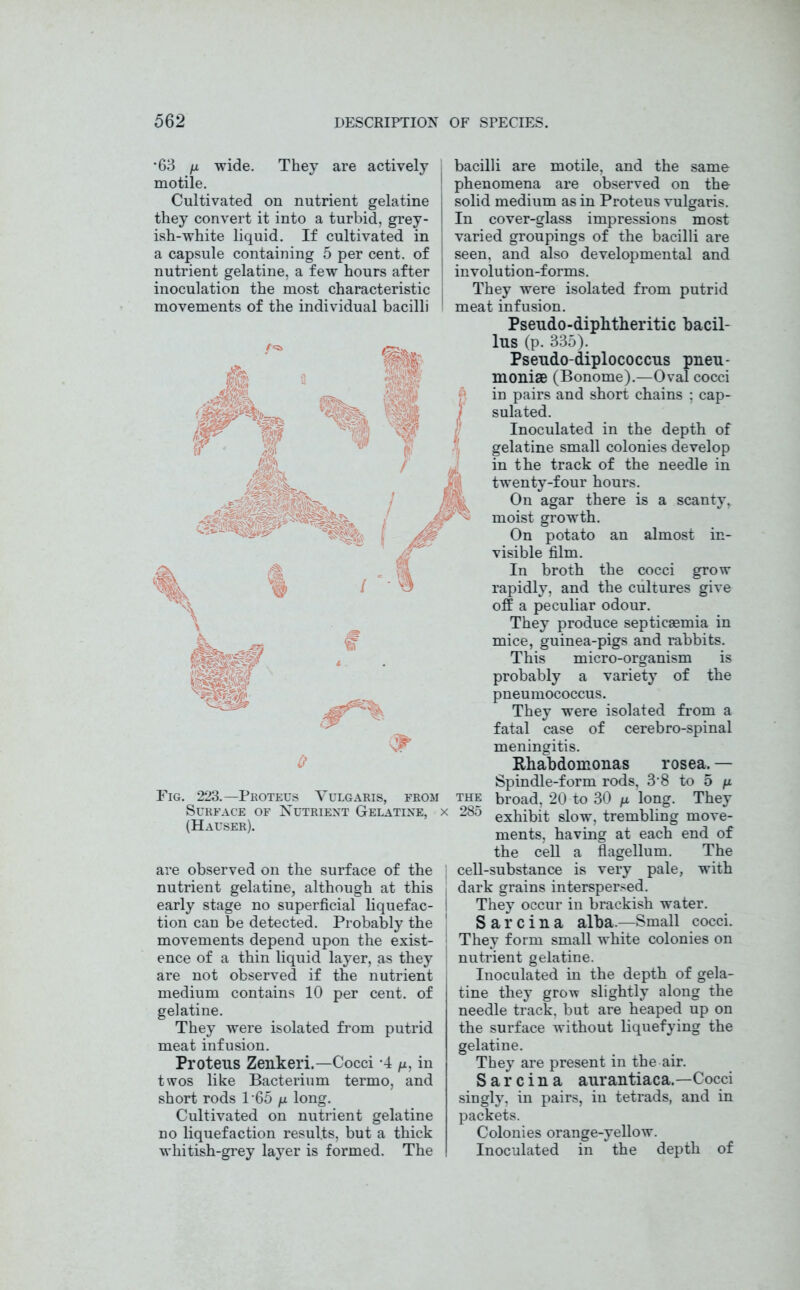 •63 /x wide. They are actively motile. Cultivated on nutrient gelatine they convert it into a turbid, grey- ish-white liquid. If cultivated in a capsule containing 5 per cent, of j nutrient gelatine, a few hours after j inoculation the most characteristic j movements of the individual bacilli <*■ o Fig. 223.—Proteus Vulgaris, from Surface of Nutrient Gelatine, : (Hauser). are observed on the surface of the nutrient gelatine, although at this early stage no superficial liquefac- tion can be detected. Probably the movements depend upon the exist- ence of a thin liquid layer, as they are not observed if the nutrient medium contains 10 per cent, of gelatine. They were isolated from putrid meat infusion. Proteus Zenkeri.—Cocci -4 /x, in twos like Bacterium termo, and short rods 1 65 /x long. Cultivated on nutrient gelatine no liquefaction results, but a thick whitish-grey layer is formed. The bacilli are motile, and the same phenomena are observed on the solid medium as in Proteus vulgaris. In cover-glass impressions most varied groupings of the bacilli are seen, and also developmental and in vol u ti on-forms. They were isolated from putrid meat infusion. Pseudo-diphtheritic bacil- lus (p. 335). Pseudo-diplococcus pneu- moniae (Bonome).—Oval cocci in pairs and short chains ; cap- ) sulated. Inoculated in the depth of gelatine small colonies develop in the track of the needle in twenty-four hours. On agar there is a scanty, moist growth. On potato an almost in- visible film. In broth the cocci grow rapidly, and the cultures give off a peculiar odour. They produce septicaemia in mice, guinea-pigs and rabbits. This micro-organism is probably a variety of the pneumococcus. They were isolated from a fatal case of cerebro-spinal meningitis. Rhabdomonas rosea, — Spindle-form rods, 3-8 to 5 /x the broad, 20 to 30 /x long. They : 285 exhibit slow, trembling move- ments, having at each end of the cell a flagellum. The cell-substance is very pale, with dark grains interspersed. They occur in brackish water. S a r c i n a alba.—Small cocci. They form small white colonies on nutrient gelatine. Inoculated in the depth of gela- tine they grow slightly along the needle track, but are heaped up on the surface without liquefying the gelatine. They are present in the air. S a r c i n a aurantiaca.—Cocci singly, in pairs, in tetrads, and in packets. Colonies orange-yellow. Inoculated in the depth of