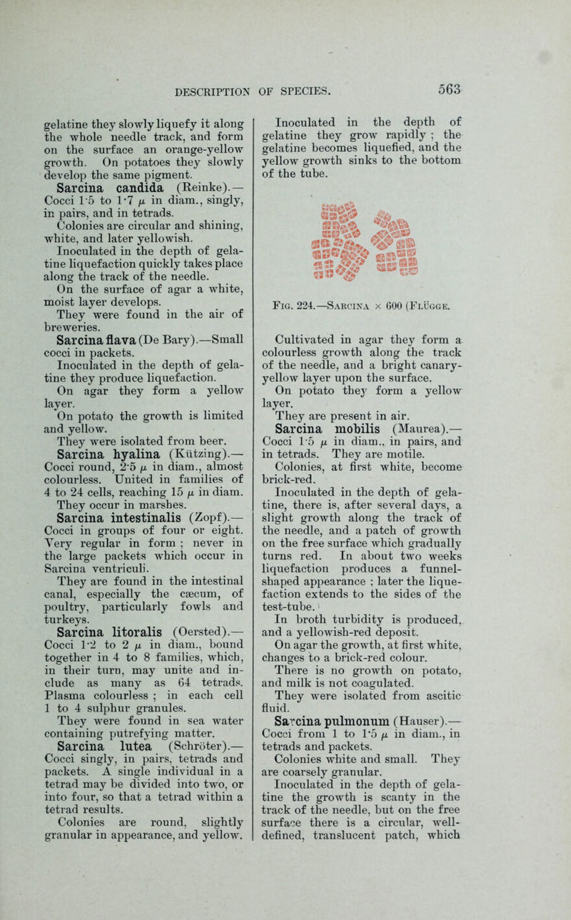 gelatine they slowly liquefy it along the whole needle track, and form on the surface an orange-yellow growth. On potatoes they slowly develop the same pigment. Sarcina Candida (Reinke).— Cocci 15 to 1*7 fi in diam., singly, in pairs, and in tetrads. Colonies are circular and shining, white, and later yellowish. Inoculated in the depth of gela- tine liquefaction quickly takes place along the track of the needle. On the surface of agar a white, moist layer develops. They were found in the air of breweries. Sarcina flava (De Bary).—Small cocci in packets. Inoculated in the depth of gela- tine they produce liquefaction. On agar they form a yellow layer. On potato the growth is limited and yellow. They were isolated from beer. Sarcina hyalina (Kiitzing).— Cocci round, 2 5 p. in diam., almost colourless. United in families of 4 to 24 cells, reaching 15 /x in diam. They occur in marshes. Sarcina intestinalis (Zopf).— Cocci in groups of four or eight. Yery regular in form ; never in the large packets which occur in Sarcina ventriculi. They are found in the intestinal canal, especially the caecum, of poultry, particularly fowls and turkeys. Sarcina litoralis (Oersted).— Cocci 1*2 to 2 /x in diam., bound together in 4 to 8 families, which, in their turn, may unite and in- clude as many as 64 tetrads. Plasma colourless ; in each cell 1 to 4 sulphur granules. They were found in sea water containing putrefying matter. Sarcina lutea (Schroter).— Cocci singly, in pairs, tetrads and packets. A single individual in a tetrad may be divided into two, or into four, so that a tetrad within a tetrad results. Colonies are round, slightly granular in appearance, and yellow. Inoculated in the depth of gelatine they grow rapidly ; the gelatine becomes liquefied, and the yellow growth sinks to the bottom of the tube. 350^ <5^63® Fig. 224.—Sarcina x 600 (Flugge. Cultivated in agar they form a colourless growth along the track of the needle, and a bright canary- yellow layer upon the surface. On potato they form a yellow layer. They are present in air. Sarcina mobilis (Maurea).— Cocci 15 n in diam., in pairs, and in tetrads. They are motile. Colonies, at first white, become brick-red. Inoculated in the depth of gela- tine, there is, after several days, a slight growth along the track of the needle, and a patch of growth on the free surface which gradually turns red. In about two weeks liquefaction produces a funnel- shaped appearance ; later the lique- faction extends to the sides of the test-tube. In broth turbidity is produced, and a yellowish-red deposit. On agar the growth, at first white, changes to a brick-red colour. There is no growth on potato, and milk is not coagulated. They were isolated from ascitic fluid. Sarcina pulmonnm (Hauser).— Cocci from 1 to 1*5 /x in diam., in tetrads and packets. Colonies white and small. They are coarsely granular. Inoculated in the depth of gela- tine the growth is scanty in the track of the needle, but on the free surface there is a circular, well- defined, translucent patch, which