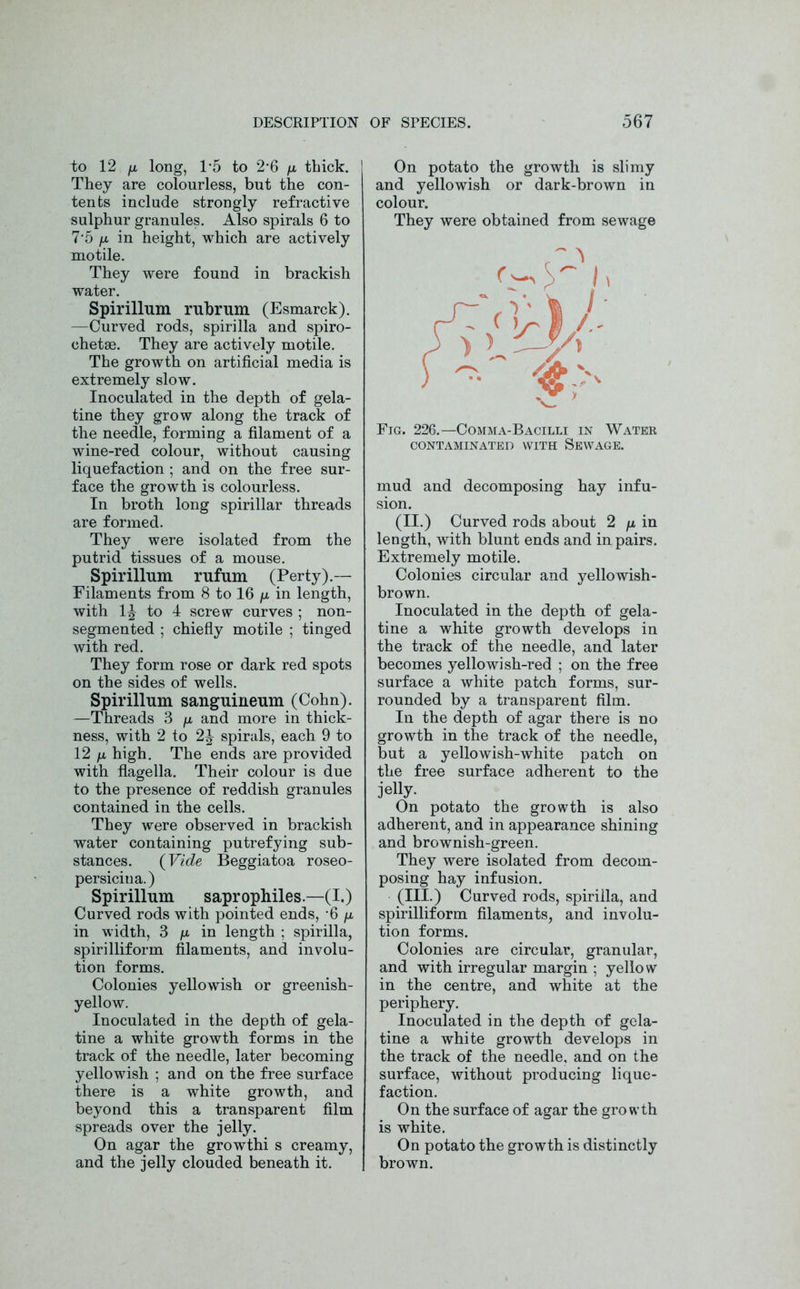 to 12 [m long, 1-5 to 2-6 n thick. They are colourless, but the con- tents include strongly refractive sulphur granules. Also spirals 6 to 7*5 n in height, which are actively motile. They were found in brackish water. Spirillum rubrum (Esmarck). —Curved rods, spirilla and spiro- chetae. They are actively motile. The growth on artificial media is extremely slow. Inoculated in the depth of gela- tine they grow along the track of the needle, forming a filament of a wine-red colour, without causing liquefaction; and on the free sur- face the growth is colourless. In broth long spirillar threads are formed. They were isolated from the putrid tissues of a mouse. Spirillum rufum (Perty).— Filaments from 8 to 16 /x in length, with 1^ to 4 screw curves ; non- segmented ; chiefly motile ; tinged with red. They form rose or dark red spots on the sides of wells. Spirillum sanguineum (Cohn). —Threads 3 /x and more in thick- ness, with 2 to 2^ spirals, each 9 to 12 n high. The ends are provided with flagella. Their colour is due to the presence of reddish granules contained in the cells. They were observed in brackish water containing putrefying sub- stances. (Vide Beggiatoa roseo- persicina.) Spirillum saprophiles.—(I.) Curved rods with pointed ends, 6 ju, in width, 3 /x in length ; spirilla, spirilliform filaments, and involu- tion forms. Colonies yellowish or greenish- yellow. Inoculated in the depth of gela- tine a white growth forms in the track of the needle, later becoming yellowish ; and on the free surface there is a white growth, and beyond this a transparent film spreads over the jelly. On agar the growthi s creamy, and the jelly clouded beneath it. On potato the growth is slimy and yellowish or dark-brown in colour. They were obtained from sewage Fig. 226.—Comma-Bacilli in Water CONTAMINATED WITH SEWAGE. mud and decomposing hay infu- sion. (II.) Curved rods about 2 /x in length, with blunt ends and in pairs. Extremely motile. Colonies circular and yellowish- brown. Inoculated in the depth of gela- tine a white growth develops in the track of the needle, and later becomes yellowish-red ; on the free surface a white patch forms, sur- rounded by a transparent film. In the depth of agar there is no growth in the track of the needle, but a yellowish-white patch on the free surface adherent to the jelly. On potato the growth is also adherent, and in appearance shining and brownish-green. They were isolated from decom- posing hay infusion. (III.) Curved rods, spirilla, and spirilliform filaments, and involu- tion forms. Colonies are circular, granular, and with irregular margin ; yellow in the centre, and white at the periphery. Inoculated in the depth of gela- tine a white growth develops in the track of the needle, and on the surface, without producing lique- faction. On the surface of agar the growth is white. On potato the growth is distinctly brown.