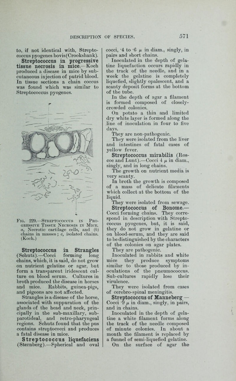 to, if not identical with, Strepto- coccus pyogenes bovis(Crookshank). Streptococcus in progressive tissue necrosis in mice—Koch produced a disease in mice by sub- cutaneous injection of putrid blood. In tissue sections a chain coccus was found which was similar to Streptococcus pyogenes. Fig. 229.—Streptococcus in Pro- gressive Tissue Necrosis in Mice. a. Necrotic cartilage cells, and (b) chains in masses; c, isolated chains. (Koch.) Streptococcus in Strangles (Schutz).—Cocci forming long ohains, which, it is said, do not grow on nutrient gelatine or agar, but form a transparent iridescent cul- ture on blood serum. Cultures in broth produced the disease in horses and mice. Rabbits, guinea-pigs, and pigeons are not affected. Strangles is a disease of the horse, associated with suppuration of the glands of the head and neck, prin- cipally in the sub-maxillary, sub- parotideal, and retro-pharyngeal regions. Schutz found that the pus contains streptococci and produces a fatal disease in mice. Streptococcus liquefaciens (Sternberg).—Spherical and oval cocci, '4 to ‘6 il in diam., singly, in pairs and short chains. Inoculated in the depth of gela- tine liquefaction occurs rapidly in the track of the needle, and in a week the gelatine is completely liquefied, slightly opalescent, and a scanty deposit forms at the bottom of the tube. In the depth of agar a filament is formed composed of closely- crowded colonies. On potato a thin and limited dry white layer is formed along the line of inoculation in four to five days. They are non-pathogenic. They were isolated from the liver and intestines of fatal cases of yellow fever. Streptococcus mirabilis (Ros- coe and Lunt).—Cocci 4 /i in diam., singly, and in long chains. The growth on nutrient media is very scanty. In broth the growth is composed of a mass of delicate filaments which collect at the bottom of the liquid. They were isolated from sewage. Streptococcus of Bonome.— Cocci forming chains. They corre- spond in description with Strepto- coccus pyogenes, but, it is said, they do not grow in gelatine or on blood-serum, and they are said to be distinguished by the characters of the colonies on agar plates. They are pathogenic. Inoculated in rabbits and white mice they produce symptoms similar to those produced by in- oculations of the pneumococcus. Sub-cultures rapidly lose their virulence. They were isolated from cases of cerebro-spinal meningitis. Streptococcus of Manneberg — Cocci -9 [x in diam., singly, in pairs, and in chains. Inoculated in the depth of gela- tine a white filament forms along the track of the needle composed of minute colonies. In about a month the filament is replaced by a funnel of semi-liquefied gelatine. On the surface of agar the