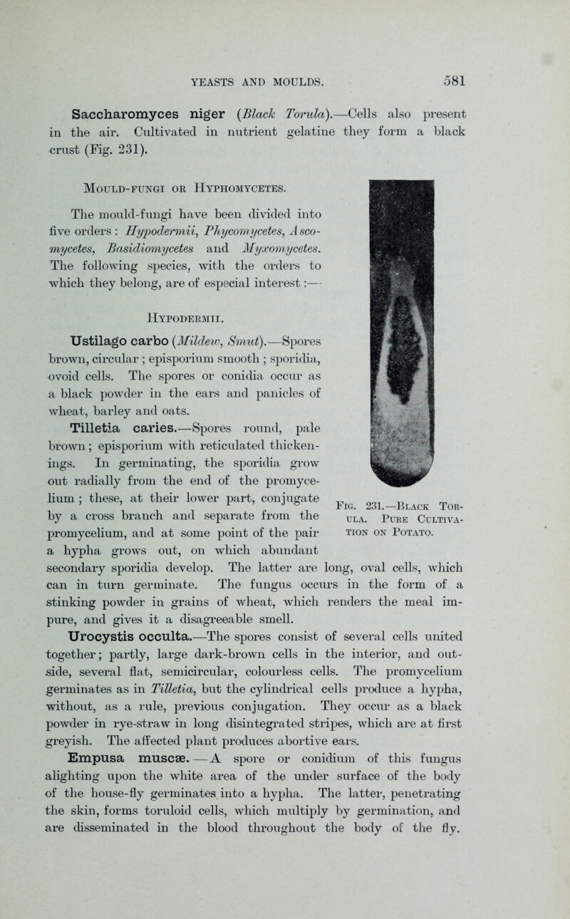 Saccharomyces niger (Black Torula).—Cells also present in the air. Cultivated in nutrient gelatine they form a black crust (Fig. 231). Mould-fungi or Hyphomycetes. The mould-fungi have been divided into five orders : Hypodermii, Phycomycetes, Asco- mycetes, Bcisidiomycetes and Myxomycetes. The following species, with the orders to which they belong, are of especial interest:— Fig. 231.—Black Tor- ula. Pure Cultiva- tion on Potato. Hypodermii. Ustilago carbo (Mildew, Smut).—Spores brown, circular ; episporium smooth ; sporidia, ovoid cells. The spores or conidia occur as a black powder in the ears and panicles of wheat, barley and oats. Tilletia caries.—Spores round, pale brown; episporium with reticulated thicken- ings. In germinating, the sporidia grow out radially from the end of the promyce- lium ; these, at their lower part, conjugate by a cross branch and separate from the promycelium, and at some point of the pair a hypha grows out, on which abundant secondary sporidia develop. The latter are long, oval cells, which can in turn germinate. The fungus occurs in the form of a stinking powder in grains of wheat, which renders the meal im- pure, and gives it a disagreeable smell. Urocystis occulta.—The spores consist of several cells united together; partly, large dark-brown cells in the interior, and out- side, several flat, semicircular, colourless cells. The promycelium germinates as in Tilletia, but the cylindrical cells produce a hypha, without, as a rule, previous conjugation. They occur as a black powder in rye-straw in long disintegrated stripes, which are at first greyish. The affected plant produces abortive ears. Empusa muscse.—A spore or conidium of this fungus alighting upon the white area of the under surface of the body of the house-fly germinates, into a hypha. The latter, penetrating the skin, forms toruloid cells, which multiply by germination, and are disseminated in the blood throughout the body of the fly.