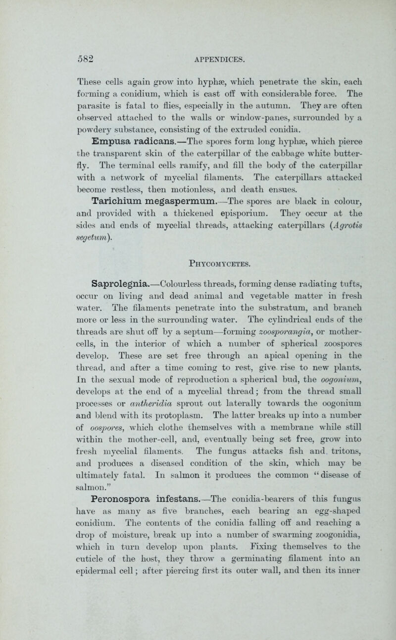 These cells again grow into hyphse, which penetrate the skin, each forming a conidium, which is cast off with considerable force. The parasite is fatal to flies, especially in the autumn. They are often observed attached to the walls or window-panes, surrounded by a powdery substance, consisting of the extruded conidia. Empusa radicans.—The spores form long hyphae, which pierce the transparent skin of the caterpillar of the cabbage white butter- fly. The terminal cells ramify, and fill the body of the caterpillar with a network of mycelial filaments. The caterpillars attacked become restless, then motionless, and death ensues. Tariehium megaspermum.—The spores are black in colour, and provided with a thickened episporium. They occur at the sides and ends of mycelial threads, attacking caterpillars (Agrotis segetum). Phycomycetes. Saprolegnia.—Colourless threads, forming dense radiating tufts, occur on living and dead animal and vegetable matter in fresh water. The filaments penetrate into the substratum, and branch more or less in the surrounding water. The cylindrical ends of the threads are shut off by a septum—forming zoosporangia, or mother- cells, in the interior of which a number of spherical zoospores develop. These are set free through an apical opening in the thread, and after a time coming to rest, give rise to new plants, in the sexual mode of reproduction a spherical bud, the oogonium, develops at the end of a mycelial thread; from the thread small processes or antheridia sprout out laterally towards the oogonium and blend with its protoplasm. The latter breaks up into a number of oospoi'es, which clothe themselves with a membrane while still within the mother-cell, and, eventually being set free, grow into fresh mycelial filaments. The fungus attacks fish and tritons, and produces a diseased condition of the skin, which may be ultimately fatal. In salmon it produces the common “ disease of salmon.” Peronospora infestans.—The conidia-bearers of this fungus have as many as five branchas, each bearing an egg-shaped conidium. The contents of the conidia falling off and reaching a drop of moisture, break up into a number of swarming zoogonidia, which in turn develop upon plants. Fixing themselves to the cuticle of the host, they throw a germinating filament into an epidermal cell; after piercing first its outer wall, and then its inner