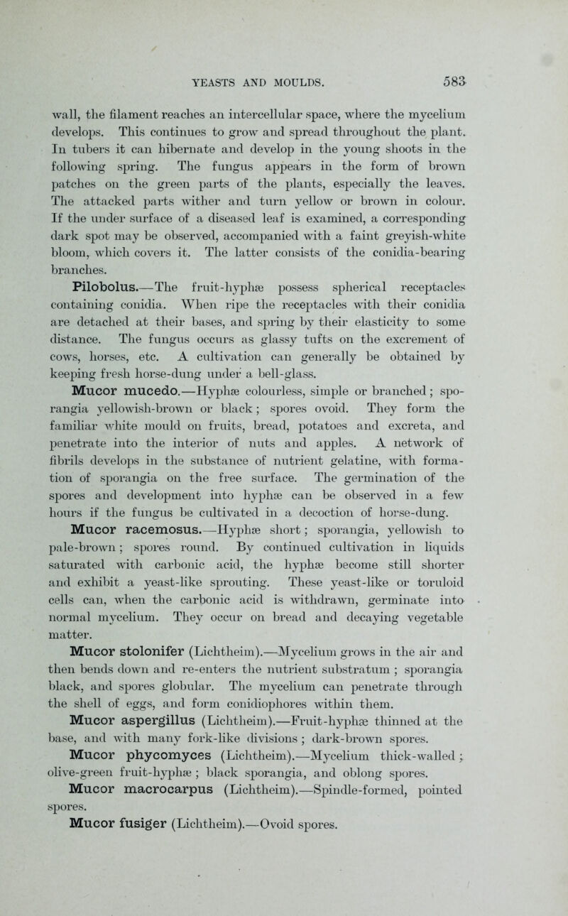 wall, the filament reaches an intercellular space, where the mycelium develops. This continues to grow and spread throughout the plant. In tubers it can hibernate and develop in the young shoots in the following spring. The fungus appears in the form of brown patches on the green parts of the plants, especially the leaves. The attacked parts wither and turn yellow or brown in colour. If the under surface of a diseased leaf is examined, a corresponding dark spot may be observed, accompanied with a faint greyish-white bloom,, which covers it. The latter consists of the conidia-bearing branches. Pilobolus.—The fruit-hyphse possess spherical receptacles containing conidia. When ripe the receptacles with their conidia are detached at their bases, and spring by their elasticity to some distance. The fungus occurs as glassy tufts on the excrement of cows, horses, etc. A cultivation can generally be obtained by keeping fresh horse-dung under a bell-glass. Mueor mucedo.—Hyphse colourless, simple or branched; spo- rangia yellowish-brown or black; spores ovoid. They form the familiar white mould on fruits, bread, potatoes and excreta, and penetrate into the interior of nuts and apples. A network of fibrils develops in the substance of nutrient gelatine, with forma- tion of sporangia on the free surface. The germination of the spores and development into hyphse can be observed in a few hours if the fungus be cultivated in a decoction of horse-dung. Mucor racemosus Hyphse short; sporangia, yellowish to pale-brown; spores round. By continued cultivation in liquids saturated with carbonic acid, the hyphse become still shorter and exhibit a yeast-like sprouting. These yeast-like or toruloid cells can, when the carbonic acid is withdrawn, germinate into normal mycelium. They occur on bread and decaying vegetable matter. Mucor stolonifer (Lichtheim).—Mycelium grows in the air and then bends down and re-enters the nutrient substratum ; sporangia black, and spores globular. The mycelium can penetrate through the shell of eggs, and form conidiophores within them. Mucor aspergillus (Lichtheim).—Fruit-hyphse thinned at the base, and with many fork-like divisions ; dark-brown spores. Mucor phycomyces (Lichtheim).—Mycelium thick-walled ; olive-green fruit-hyphse ; black sporangia, and oblong spores. Mucor macrocarpus (Lichtheim).—Spindle-formed, pointed spores. Mucor fusiger (Lichtheim).—Ovoid spores.