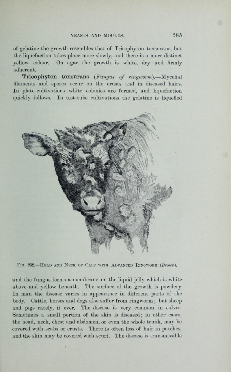 of gelatine the growth resembles that of Tricophyton tonsurans, but the liquefaction takes place more slowly, and there is a more distinct yellow colour. On agar the growth is white, dry and firmly adherent. Tricophyton tonsurans [Fungus of ringworm).—Mycelial filaments and spores occur on the crusts and in diseased hairs. In plate-cultivations white colonies are formed, and liquefaction quickly follows. In test-tube cultivations the gelatine is liquefied Fig. 232.—Head and Neck of Calf with Advanced Ringworm (Brovm). and the fungus forms a membrane on the liquid jelly which is white above and yellow beneath. The surface of the growth is powdery In man the disease varies in appearance in different parts of the body. Cattle, horses and dogs also suffer from ringworm ; but sheep and pigs rarely, if ever. The disease is very common in calves. Sometimes a small portion of the skin is diseased; in other cases, the head, neck, chest and abdomen, or even the whole trunk, may be covered with scabs or crusts. There is often loss of hair in patches, and the skin may be covered with scurf. The disease is transmissible