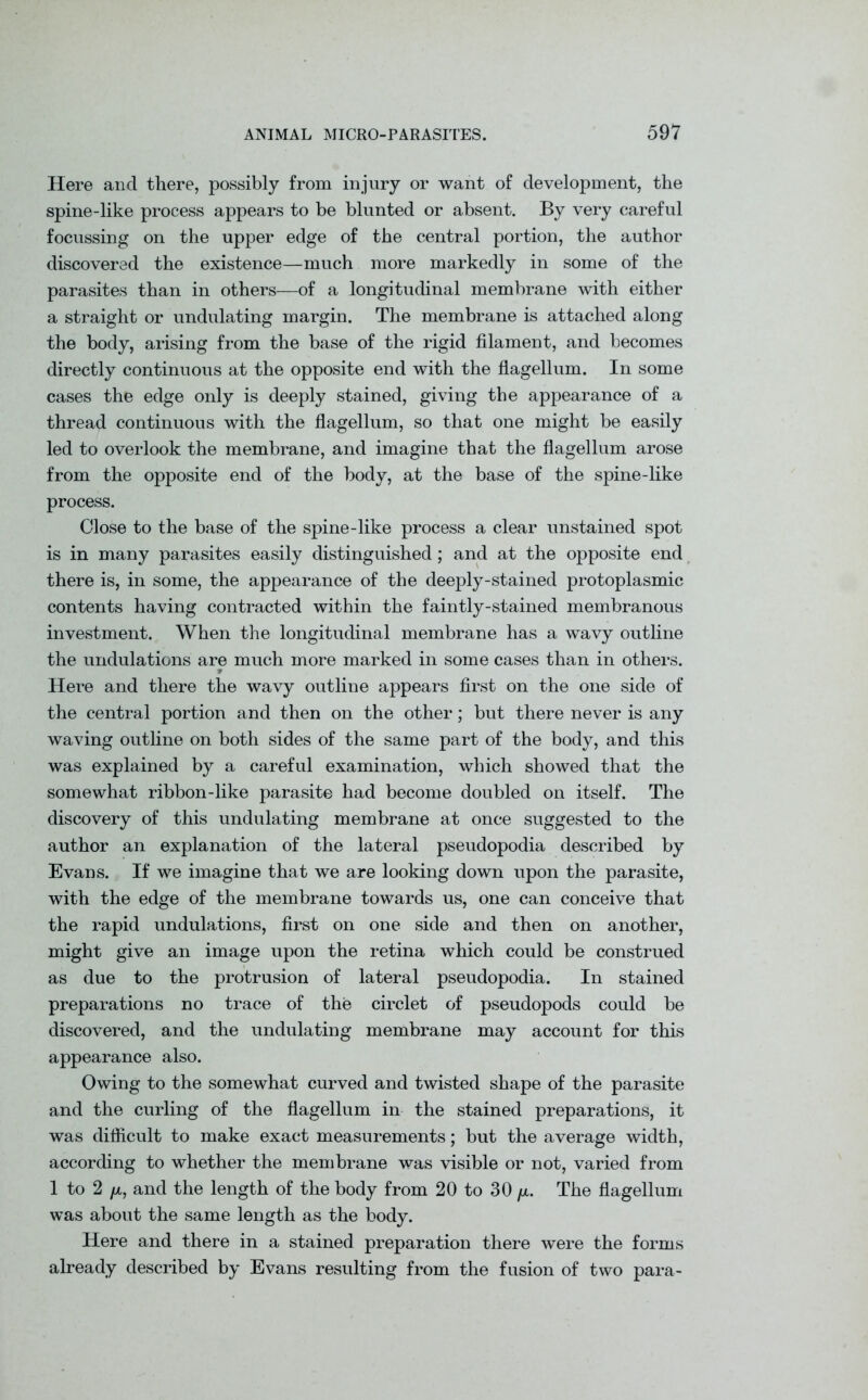 Here and there, possibly from injury or want of development, the spine-like process appears to be blunted or absent. By very careful focussing on the upper edge of the central portion, the author discovered the existence—much more markedly in some of the parasites than in others—of a longitudinal membrane with either a straight or undulating margin. The membrane is attached along the body, arising from the base of the rigid filament, and becomes directly continuous at the opposite end with the flagellum. In some cases the edge only is deeply stained, giving the appearance of a thread continuous with the flagellum, so that one might be easily led to overlook the membrane, and imagine that the flagellum arose from the opposite end of the body, at the base of the spine-like process. Close to the base of the spine-like process a clear unstained spot is in many parasites easily distinguished; and at the opposite end there is, in some, the appearance of the deeply-stained protoplasmic contents having contracted within the faintly-stained membranous investment. When the longitudinal membrane has a wavy outline the undulations are much more marked in some cases than in others. 9 Here and there the wavy outline appears first on the one side of the central portion and then on the other; but there never is any waving outline on both sides of the same part of the body, and this was explained by a careful examination, which showed that the somewhat ribbon-like parasite had become doubled on itself. The discovery of this undulating membrane at once suggested to the author an explanation of the lateral pseudopodia described by Evans. If we imagine that we are looking down upon the parasite, with the edge of the membrane towards us, one can conceive that the rapid undulations, first on one side and then on another, might give an image upon the retina which could be construed as due to the protrusion of lateral pseudopodia. In stained preparations no trace of the circlet of pseudopods could be discovered, and the undulating membrane may account for this appearance also. Owing to the somewhat curved and twisted shape of the parasite and the curling of the flagellum in the stained preparations, it was difficult to make exact measurements; but the average width, according to whether the membrane was visible or not, varied from 1 to 2 fx, and the length of the body from 20 to 30 p,. The flagellum was about the same length as the body. Here and there in a stained preparation there were the forms already described by Evans resulting from the fusion of two para-