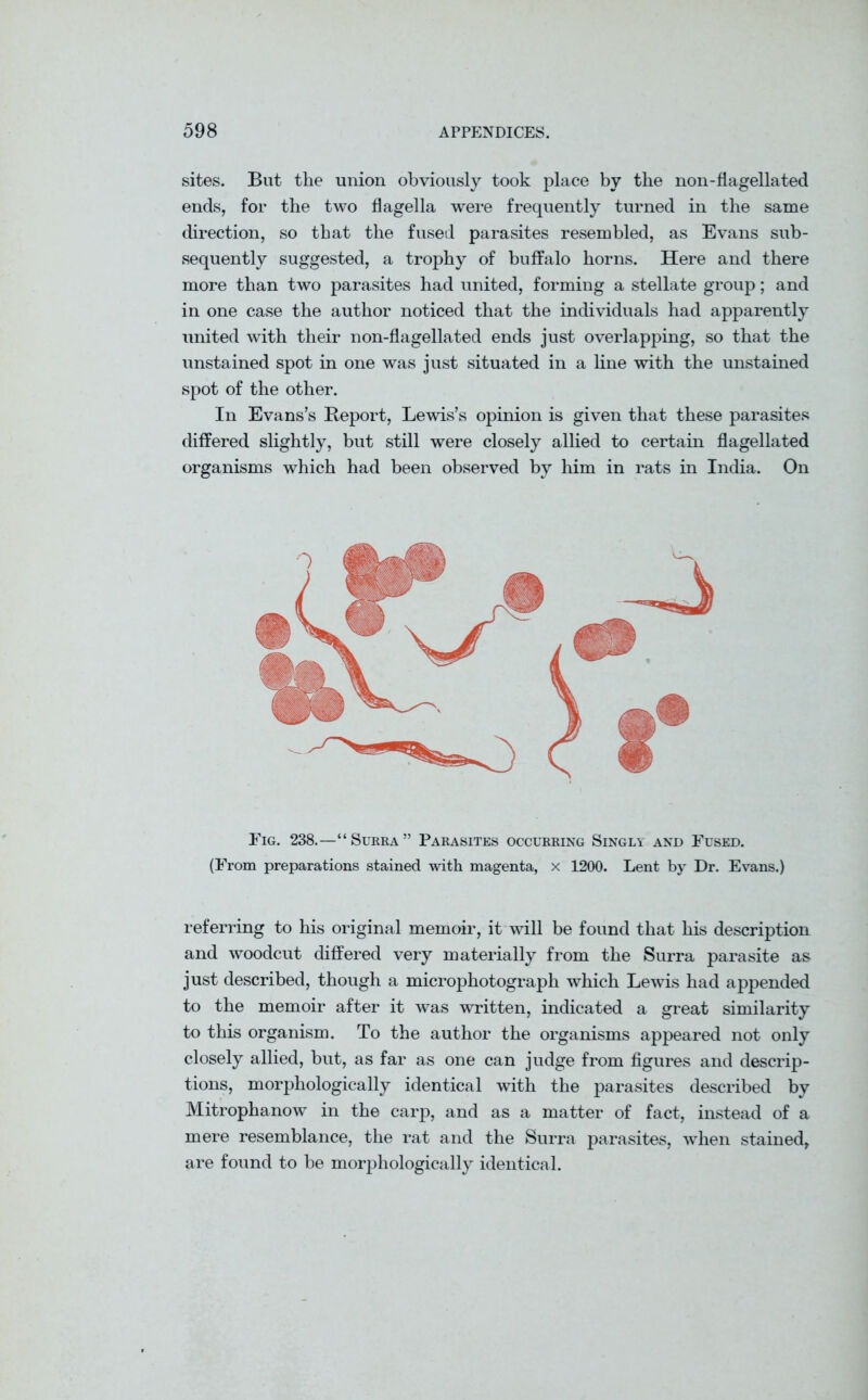 sites. But the union obviously took place by the non-flagellated ends, for the two flagella were frequently turned in the same direction, so that the fused parasites resembled, as Evans sub- sequently suggested, a trophy of buffalo horns. Here and there more than two parasites had united, forming a stellate group; and in one case the author noticed that the individuals had apparently united with their n on-flagellated ends just overlapping, so that the unstained spot in one was just situated in a line with the unstained spot of the other. In Evans’s Report, Lewis’s opinion is given that these parasites differed slightly, but still were closely allied to certain flagellated organisms which had been observed by him in rats in India. On Fig. 238.—“Surra” Parasites occurring Singly and Fused. (From preparations stained with magenta, x 1200. Lent by Dr. Evans.) referring to his original memoir, it will be found that his description and woodcut differed very materially from the Surra parasite as just described, though a microphotograph which Lewis had appended to the memoir after it was written, indicated a great similarity to this organism. To the author the organisms appeared not only closely allied, but, as far as one can judge from figures and descrip- tions, morphologically identical with the parasites described by Mitrophanow in the carp, and as a matter of fact, instead of a mere resemblance, the rat and the Surra parasites, when stained, are found to be morphologically identical.