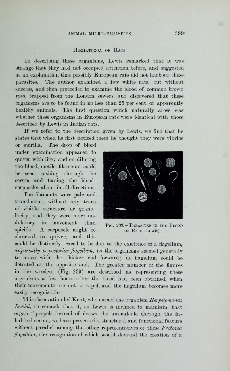 H^imatozoa of Rats. In describing these organisms, Lewis remarked that it was strange that they had not occupied attention before, and suggested as an explanation that possibly European rats did not harbour thesfr parasites. The author examined a few white rats, but without success, and then proceeded to examine the blood of common brown rats, trapped from the London sewers, and discovered that these organisms are to be found in no less than 25 per cent, of apparently healthy animals. The first question which naturally arose was whether these organisms in European rats were identical with those described by Lewis in Indian rats. If we refer to the description given by Lewis, we find that he states that when he first noticed them he thought they were vibrios or spirilla. The drop of blood under examination appeared to quiver with life; and on diluting the blood, motile filaments could be seen rushing through the serum and tossing the blood- corpuscles about in all directions. The filaments were pale and translucent, without any trace of visible structure or granu- larity, and they were more un- dulatory in movement than spirilla. A corpuscle might be observed to quiver, and this could be distinctly traced to be due to the existence of a flagellum,. apparently a posterior flagellum, as the organisms seemed generally to move with the thicker end forward; no flagellum could be- detected at the opposite end. The greater number of the figures in the woodcut (Fig. 239) are described as representing these organisms a few hours after the blood had been obtained, when their movements are not so rapid, and the flagellum becomes more easily recognisable. This observation led Kent, who named the organism Uerpetomonas Lewisi, to remark that if, as Lewis is inclined to maintain, that' organ “propels instead of draws the animalcule through the in- habited serum, we have presented a structural and functional feature without parallel among the other representatives of these Protozoa flagellata, the recognition of which would demand the creation of a. Fig. 239. -Parasites in the Blooi> of Eats (Lewis).