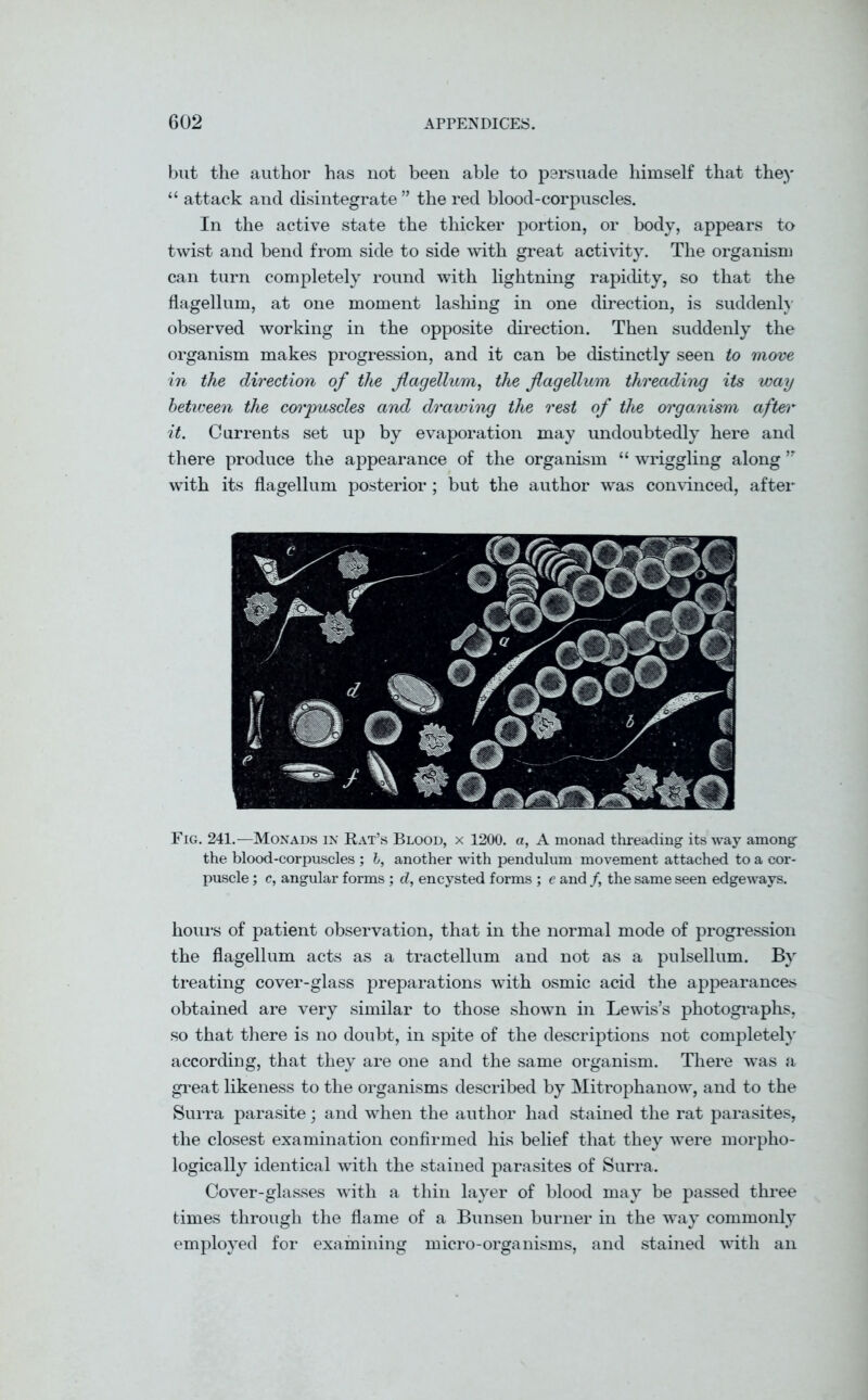 but the author has not been able to persuade himself that they “ attack and disintegrate ” the red blood-corpuscles. In the active state the thicker portion, or body, appears to twist and bend from side to side with great activity. The organism can turn completely round with lightning rapidity, so that the flagellum, at one moment lashing in one direction, is suddenly observed working in the opposite direction. Then suddenly the organism makes progression, and it can be distinctly seen to move in the direction of the flagellum, the flagellum threading its way between the corpuscles and drawing the rest of the organism after it. Currents set up by evaporation may undoubtedly here and there produce the appearance of the organism “ wriggling along,r with its flagellum posterior ; but the author was convinced, after Fig. 241.—Monads in Rat’s Blood, x 1200. a, A monad threading its way among the blood-corpuscles ; b, another with pendulum movement attached to a cor- puscle ; c, angular forms ; d, encysted forms ; e and /, the same seen edgeways. hours of patient observation, that in the normal mode of progression the flagellum acts as a tractellum and not as a pulsellum. By treating cover-glass preparations with osmic acid the appearances obtained are very similar to those shown in Lewis’s photographs, so that there is no doubt, in spite of the descriptions not completely according, that they are one and the same organism. There was a great likeness to the organisms described by Mitrophanow, and to the Surra parasite; and when the author had stained the rat parasites, the closest examination confirmed his belief that they were morpho- logically identical with the stained parasites of Surra. Cover-glasses with a thin layer of blood may be passed three times through the flame of a Bunsen burner in the way commonly employed for examining micro-organisms, and stained with an