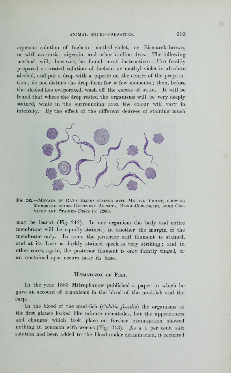 aqueous solution of fuchsin, methyl-violet, or Bismarck-brown, or with aurantia, nigrosin, and other aniline dyes. The following method will, however, be found most instructive:—Use freshly prepared saturated solution of fuchsin or methyl-violet in absolute alcohol, and put a drop with a pipette on the centre of the prepara- tion ; do not disturb the drop-form for a few moments; then, before the alcohol has evaporated, wash off the excess of stain. It will be found that where the drop rested the organisms will be very deeply stained, while in the surrounding area the colour will vary in intensity. By the effect of the different degrees of staining much Fig. 242.—Monads in Rat’s Blood stained with Methyl Violet, showing Membrane under Different Aspects, Blood-Corpuscles, some Cre- NATEI) -AND STAINED DlSCS ( X 1200). may be learnt (Fig. 242). In one organism the body and entire membrane will be equally stained; in another the margin of the membrane only. In some the posterior stiff filament is stained, and at its base a darkly stained speck is very striking; and in other cases, again, the posterior filament is only faintly tinged, or an unstained spot occurs near its base. Hjsmatozoa of Fish. In the year 1883 Mitrophanow published a paper in which he gave an account of organisms in the blood of the mud-fish and the carp. In the blood of the mud-fish (Oobitis Jossilis) the organisms at the first glance looked like minute nematodes, but the appearances and changes which took place on further examination showed nothing in common with worms (Fig. 243). As a 1 per cent, salt solution had been added to the blood under examination, it occurred