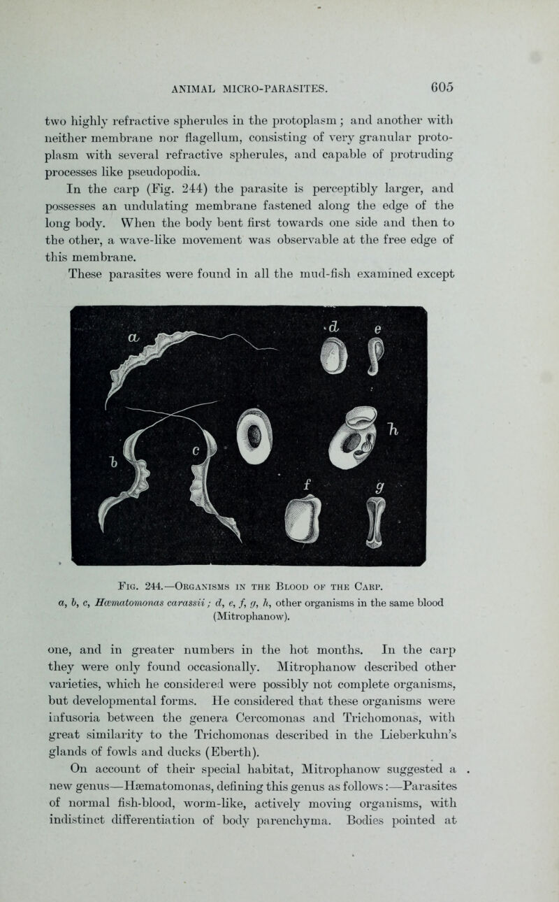 two highly refractive spherules in the protoplasm; and another with neither membrane nor flagellum, consisting of very granular proto- plasm with several refractive spherules, and capable of protruding processes like pseudopodia. In the carp (Fig. 244) the parasite is perceptibly larger, and possesses an undulating membrane fastened along the edge of the long body. When the body bent first towards one side and then to the other, a wave-like movement was observable at the free edge of this membrane. These parasites were found in all the mud-fish examined except Fig. 244.—Organisms in the Blood of the Carp. a, b, c, Hcematomonas carassii ; d, e, f, g, h, other organisms in the same blood (Mitrophanow). one, and in greater numbers in the hot months. In the carp they were only found occasionally. Mitrophanow described other varieties, which he considered were possibly not complete organisms, but developmental forms. He considered that these organisms were infusoria between the genera Cercomonas and Trichomonas, with great similarity to the Trichomonas described in the Lieberkuhn’s glands of fowls and ducks (Eberth). On account of their special habitat, Mitrophanow suggested a new genus—Hsematomonas, defining this genus as follows:—Parasites of normal fish-blood, worm-like, actively moving organisms, with indistinct differentiation of body parenchyma. Bodies pointed at