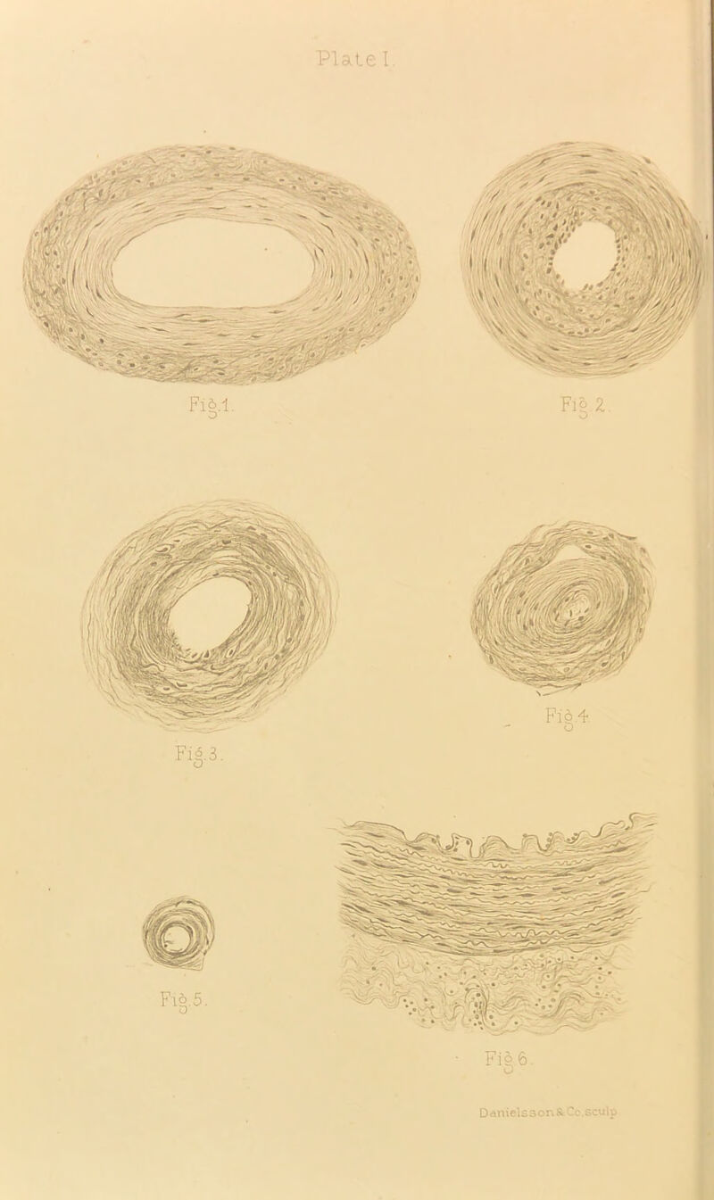 Plate 1. Danielsson&Cc.sculp