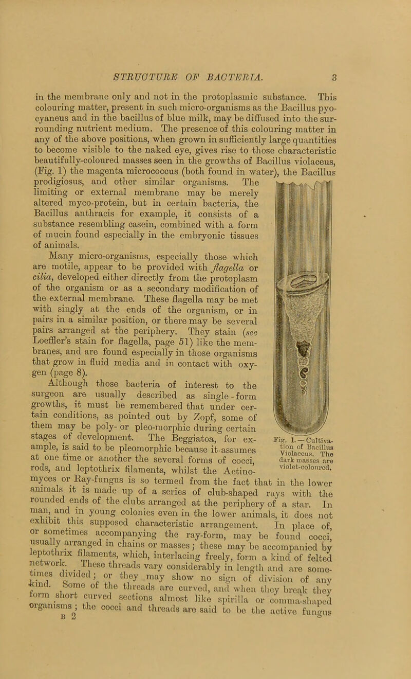 STRUOTURE OF BAGTERTA. S in the membrane only and not in the protoplasmic substance. This colouring matter, present in such micro-organisms as the Bacillus pyo- cyaneus and in the bacillus of blue milk, may be diffused into the sur- rounding nutrient medium. The presence of this colouring matter in any of the above positions, when grown in sufficiently large quantities to become visible to the naked eye, gives rise to those characteristic beautifully-coloured masses seen in the growths of Bacillus violaceus, (Fig. 1) the magenta micrococcus (both found in water), the Bacillus prodigiosus, and other similar organisms. The limiting or external membrane may be merely altered myco-protein, but in certain bacteria, the Bacillus anthracis for example, it consists of a substance resembling casein, combined with a form of mucin found especially in the embryonic tissues of animals. Many micro-organisms, especially those which are motile, appear to be provided with flagella or cilia., developed either directly from the protoplasm of the orgardsm or as a secondary modification of the external membrane. These flagella may be met with singly at the ends of the organism, or in pairs in a similar position, or there may be sevei’al pairs arranged at the periphery. They stain {see Loeffler’s stain for flagella, page 51) like the mem- branes, and are found especially in those organisms that grow in fluid media and in contact with oxy- gen (page 8). Although those bacteria of interest to the surgeon are usually described as single-form growths, it must be remembered that under cer- tain conditions, as pohited out by Zopf, some of them may be poly- or pleo-morphic during certain stages of development. The Beggiatoa, for ex- ample, is said to be pleomorphic because it assumes at one time or another the several forms of cocci, rods, and leptothrix filaments, whilst the Actino- myces or Ray-fungus is so termed from the fact that in the lower animals it is made up of a series of club-shaped rays with the rounded ends of the clubs arranged at the periphery of a star. In man and in young colonies even in the lower animals, it does not exhibit this supposed characteristic arrangement. In iilace of or sometimes accompanying the ray-form, may be found cocci! usually arranged in chains or masses; these may be accompanied by eptotlmx filaments, which, interlachig freely, form a kind of felted network. _ These threads vary considerably in length and are some- times divided; or they may show no sign of division of any ind. borne of the threads are curved, aiul when they break they ciirved sections almost like spirilla or comma-.shapod t,amsms^; the cocci and threads are said to be the active fungus J'ipr. 1. — Cultiva- tion of Bacillus Violaceus. The dark masses are violet-coloured.