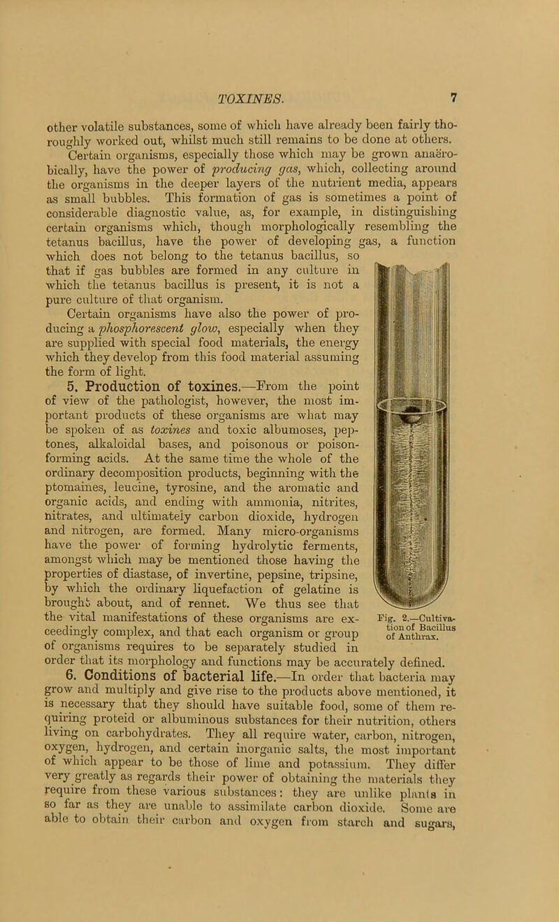 other volatile substances, some of which have already been fairly tho- roughly worked out, whilst much still remains to be done at others. Certain organisms, especially those which may be grown anaero- bically, have the power of froducing gas, which, collecting around the organisms in the deeper layers of the nutrient media, appears as small bubbles. This formation of gas is sometimes a point of considerable diagnostic value, as, for example, in distinguishing certain organisms which, though morphologically resembling the tetanus bacillus, have the power of developing gas, a function which does not belong to the tetanus bacillus, so that if gas bubbles are formed in any culture in which the tetanus bacillus is present, it is not a pure culture of that organism. Certain organisms have also the power of pro- ducing a phosphorescent glow, especially when they are supplied with special food materials, the energy which they develop from this food material assuming the form of light. 5. Production of toxines.—From the pomt of view of the pathologist, however, the most im- portant products of these organisms ai’e what may be spoken of as toxines and toxic albumoses, pep- tones, alkaloidal bases, and poisonous or poison- forming acids. At the same time the whole of the ordinary decomposition products, beginning with the ptomaines, leucine, tyrosine, and the aromatic and organic acids, and ending with ammonia, nitrites, nitrates, and ultimately carbon dioxide, hydrogen and nitrogen, are formed. Many micro-organisms have the power of foiming hydrolytic ferments, amongst which may be mentioned those having the properties of diastase, of invertine, pepsine, tripsine, by which the ordinary liquefaction of gelatine is brought about, and of rennet. We thus see that the vital manifestations of these oi’ganisms are ex- ceedingly complex, and that each organism or group of organisms requires to be separately studied in order that its morphology and functions may be acciu'ately defined. 6. Conditions of bactorial lifo.—In order that bacteria may grow and multiply and give rise to the products above mentioned, it is necessary that they should have suitable food, some of them re- quii’ing proteid or albuminous substances for their nutrition, others living on carbohydrates. They all require water, carbon, nitrogen, oxygen, hydrogen, and certain inorganic salts, the most important of which appear to be those of lime and potassium. Tlvey diSer very greatly as regards their power of obtaining the materials tliey require from these various substances: they are unlike planls in BO far as they are unable to assimilate carbon dioxide. Some are able to obtain their carbon and oxygen from starch and sugars. Fig. 2.—Cultiva- tion of Bacillus of Antlu-ax.