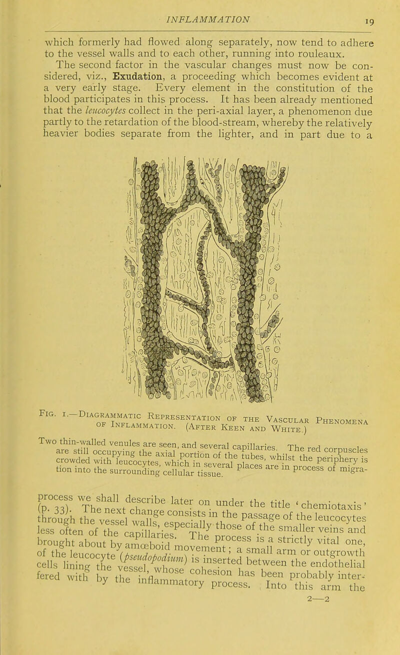 which formerly had flowed along separately, now tend to adhere to the vessel walls and to each other, running into rouleaux. The second factor in the vascular changes must now be con- sidered, viz.. Exudation, a proceeding which becomes evident at a very early stage. Every element in the constitution of the blood participates in this process. It has been already mentioned that the leucocytes collect in the peri-axial layer, a phenomenon due partly to the retardation of the blood-stream, whereby the relatively heavier bodies separate from the lighter, and in part due to a Fig. I. of the Vascular Phenomena OF Inflammation. (After Keen and White ) tlon into the surrounding celi„lt issr^ ”’‘8'='- fpTsT Thfnlxlthn*' ‘chemiotaxis- fered with by the inflom been probably inter- wim by the inflammatory process. Into this arm the