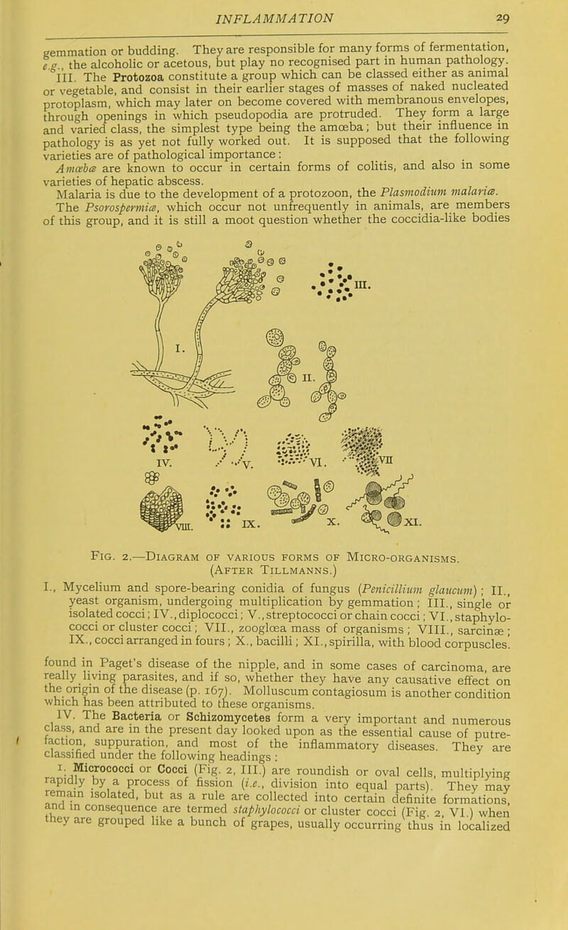 gemmation or budding. They are responsible for many forms of fermentation, f.g., the alcoholic or acetous, but play no recognised part in human pathology. i'll. The Protozoa constitute a group which can be classed either as animal or vegetable, and consist in their earlier stages of masses of naked nucleated protoplasm, which may later on become covered with membranous envelopes, through openings in which pseudopodia are protruded. They form a large and varied class, the simplest type being the amceba; but their influence in pathology is as yet not fully worked out. It is supposed that the following varieties are of pathological importance : Amcehcs are known to occur in certain forms of colitis, and also in some varieties of hepatic abscess. Malaria is due to the development of a protozoon, the Plasmodium malarim. The Psorospermim, which occur not unfrequently in animals, are members of this group, and it is still a moot question whether the coccidia-like bodies Fig. 2.—Diagram of various forms of Micro-organisms. (After Tillmanns.) I., Mycelium and spore-bearing conidia of fungus {Penicillium glaucum); II., yeast organism, undergoing multiplication by gemmation; III., single or isolated cocci; IV.,diplococci; V., streptococci or chain cocci; VI..staphylo- cocci or cluster cocci; VII., zoogloea mass of organisms ; VIII., sarcinae ; IX., cocci arranged in fours; X., bacilli; XI., spirilla, with blood corpuscles’. found in Paget’s disease of the nipple, and in some cases of carcinoma, are really living parasites, and if so. whether they have any causative effect on the origin of the disease (p. 167). Molluscum contagiosum is another condition which has been attributed to these organisms. IV. The Bacteria or Schizomycetes form a very important and numerous class, and are in the present day looked upon as the essential cause of putre- taction, suppuration, and most of the inflammatory diseases. They are classified under the following headings ; I; Micrococci or Cocci (Fig. 2, III.) are roundish or oval cells, multiplying rapidly by a process of fission (i.e., division into equal parts) They may remain isolated, but as a rule are collected into certain definite formations, and m consequence are termed staphylococci or cluster cocci (Fig. 2, VI.) when they are grouped like a bunch of grapes, usually occurring thus in localized