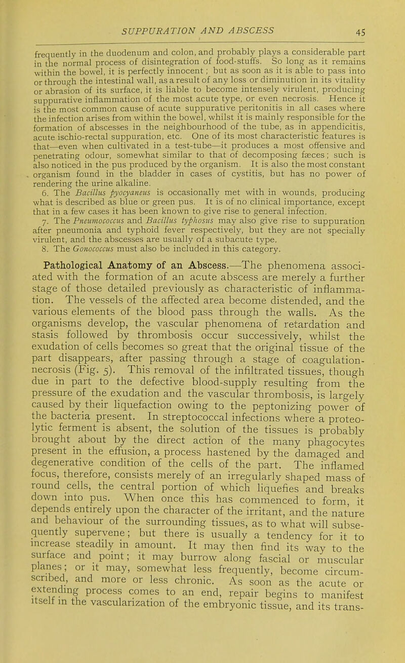 frequently in the duodenum and colon, and probably plays a considerable part in the normal process of disintegration of food-stuffs. So long as it remains within the bowel, it is perfectly innocent; but as soon as it is able to pass into or through the intestinal wall, as a result of any loss or diminution in its vitality or abrasion of its surface, it is liable to become intensely virulent, producing suppurative inflammation of the most acute type, or even necrosis. Hence it is the most common cause of acute suppurative peritonitis in all cases where the infection arises from within the bowel, whilst it is mainly responsible for the formation of abscesses in the neighbourhood of the tube, as in appendicitis, acute ischio-rectal suppuration, etc. One of its most characteristic features is that—even when cultivated in a test-tube—it produces a most offensive and penetrating odour, somewhat similar to that of decomposing faeces; such is also noticed in the pus produced by the organism. It is also the most constant organism found in the bladder in cases of cystitis, but has no power of rendering the urine alkaline. 6. The Bacillus pyocyaneus is occasionally met with in wounds, producing what is described as blue or green pus. It is of no clinical importance, except that in a few cases it has been known to give rise to general infection. 7. The Pneumococcus and Bacilhis typhosus may also give rise to suppuration after pneumonia and typhoid fever respectively, but they are not specially virulent, and the abscesses are usually of a subacute type. 8. The Gonococcus must also be included in this category. Pathological Anatomy of an Abscess.—The phenomena associ- ated with the formation of an acute abscess are merely a further stage of those detailed previously as characteristic of inflamma- tion. The vessels of the affected area become distended, and the various elements of the blood pass through the walls. As the organisms develop, the vascular phenomena of retardation and stasis followed by thrombosis occur successively, whilst the exudation of cells becomes so great that the original tissue of the part disappears, after passing through a stage of coagulation- necrosis (Fig. 5). This removal of the infiltrated tissues, though due in part to the defective blood-supply resulting from the pressure of the exudation and the vascular thrombosis, is largely caused by their liquefaction owing to the peptonizing power of the bacteria present. In streptococcal infections where a proteo- lytic ferment is absent, the solution of the tissues is probably brought ^ about by the direct action of the many phagocytes present in the effusion, a process hastened by the damaged and degenerative condition of the cells of the part. The inflamed focus, therefore, consists merely of an irregularly shaped mass of round cells, the central portion of which liquefies and breaks down into pus. When once this has commenced to form, it depends entirely upon the character of the irritant, and the nature and behaviour of the surrounding tissues, as to what will subse- quently supervene; but there is usually a tendency for it to increase steadily in amount. It may then find its way to the surface and point; it may burrow along fascial or muscular planes; or it may, somewhat less frequently, become circum- scribed, and more or less chronic. As soon as the acute or extending process comes to an end, repair begins to manifest Itself in the vascularization of the embryonic tissue, and its trans-