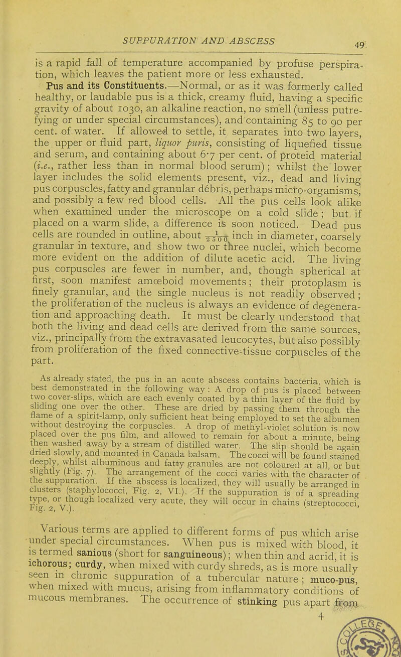 49 is a rapid fall of temperature accompanied by profuse perspira- tion, which leaves the patient more or less exhausted. Pus and its Constituents.—Normal, or as it was formerly called healthy, or laudable pus is a thick, creamy fluid, having a specific gravity of about 1030, an alkaline reaction, no smell (unless putre- fying or under special circumstances), and containing 85 to go per cent, of water. If allow'ed to settle, it separates into two layers, the upper or fluid part, liquor puris, consisting of liquefied tissue and serum, and containing about 67 per cent, of proteid material {i.e., rather less than in normal blood serum); whilst the lower layer includes the solid elements present, viz., dead and living pus corpuscles, fatty and granular debris, perhaps micro-organisms, and possibly a few red blood cells. All the pus cells look alike when examined under the microscope on a cold slide ; but if placed on a warm slide, a difference is soon noticed. Dead pus cells are rounded in outline, about inch in diameter, coarsely granular in texture, and show two or three nuclei, which become more evident on the addition of dilute acetic acid. The living pus corpuscles are fewer in number, and, though spherical at first, soon manifest amceboid movements; their protoplasm is finely granular, and the single nucleus is not readily observed ; the proliferation of the nucleus is always an evidence of degenera- tion and approaching death. It must be clearly understood that both the living and dead cells are derived from the same sources, viz., principally from the extravasated leucocytes, but also possibly from proliferation of the fixed connective-tissue corpuscles of the part. As already stated, the pus in an acute abscess contains bacteria, which is best demonstrated in the following way : A drop of pus is placed between two cover-slips, which are each evenly coated by a thin layer of the fluid by sliding one over the other. These are dried by passing them through the flame of a spirit-lamp, only sufficient heat being employed to set the albumen without destroying the corpuscles. A drop of methyl-violet solution is now placed over the pus film, and allowed to remain for about a minute, being then washed away by a stream of distilled water. The slip should be again dried slowly, and mounted in Canada balsam. The cocci will be found stained deeply, whilst albuminous and fatty granules are not coloured at all or but slightly (Fig. 7). The arrangement of the cocci varies with the character of the suppuration If the abscess is localized, they will usually be arranged in clusters (staply^lococci, Fig. 2, VI.). If the suppuration is of a spreading Fig^2°V) localized very acute, they will occur in chains (streptococci, Various terrns are applied to different forms of pus which arise •under special circumstances. When pus is mixed with blood, it IS termed sanious (short for sanguineous); when thin and acrid, it is ichorous; curdy, when mixed with curdy shreds, as is more usually seen in chronic suppuration of a tubercular nature ; muco-pus, when mixed with mucus, arising from inflammatory conditions of mucous membranes. The occurrence of stinking pus apart from 4