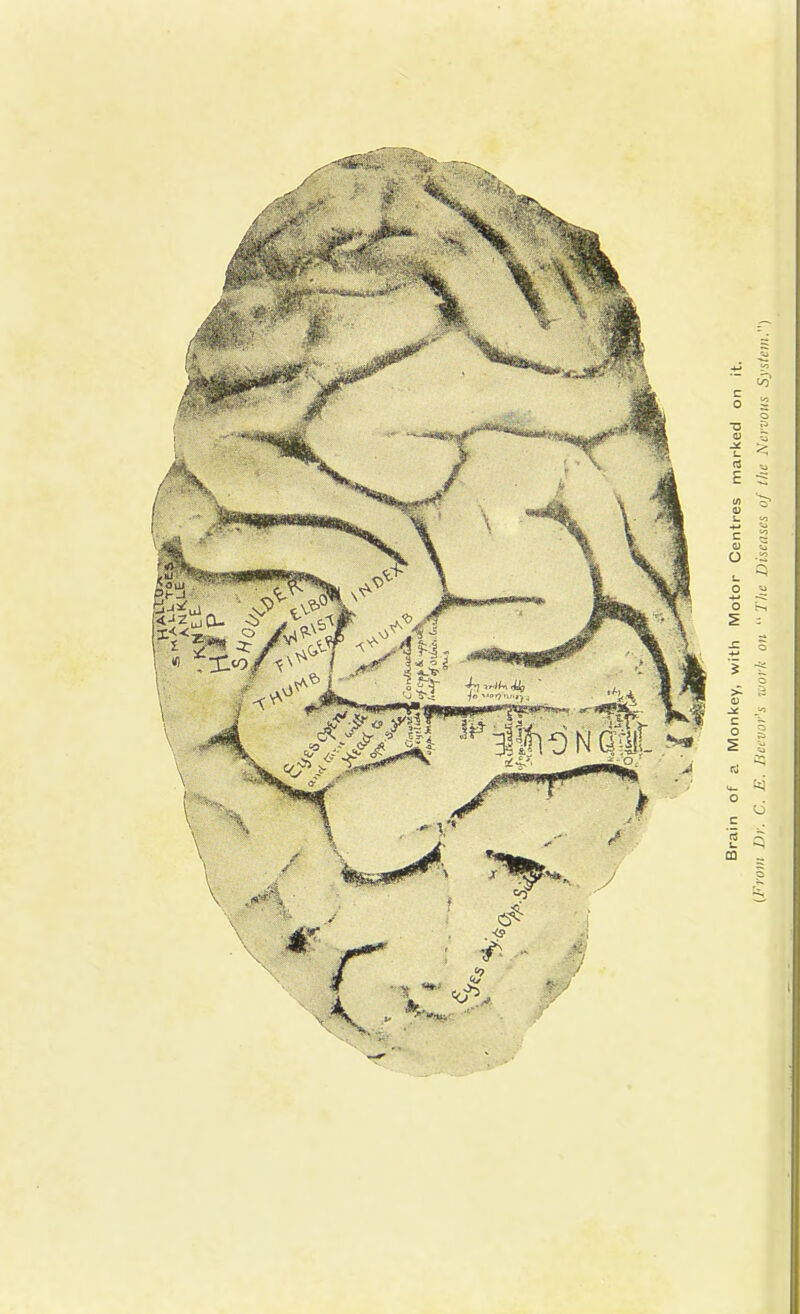 Brain of a Monkey, with Motor Centres marked on it. (1<rom Dr. C. E. Bcevor's work on “ The Diseases of the Nervous System.