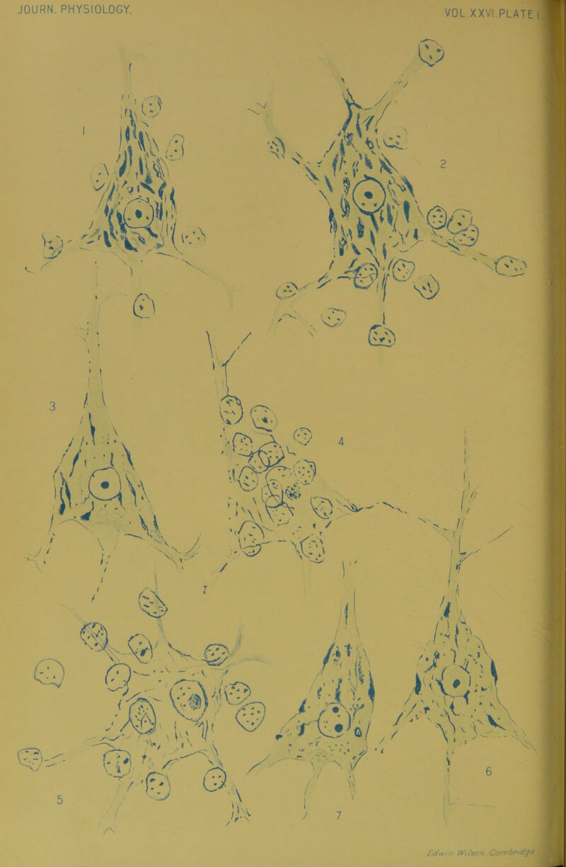 JOURN. PHYSIOLOGY. VOL XXV!.PLATE | £</**/n Wilson, Cambridge^