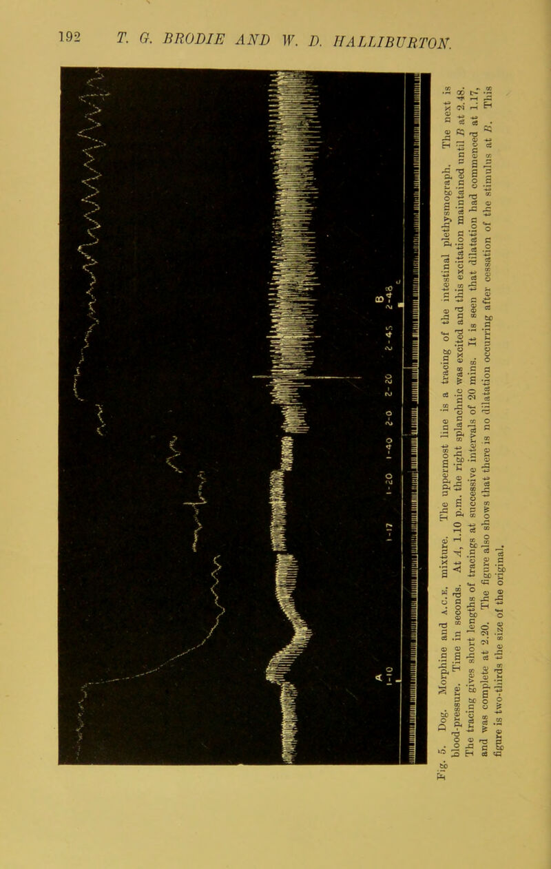 5. Dog. Morphine and a.c.e. mixture. The uppermost line is a tracing of the intestinal plethysmograph. The next is blood-pressure. Time in seconds. At A, 1.10 p.m. the right splanchnic was excited and this excitation maintained until B at 2.48. The tracing gives short lengths of tracings at successive intervals of 20 mins. It is seen that dilatation had commenced at 1.17, and was complete at 2.20. The figure also shows that there is no dilatation occurring after cessation of the stimulus at B. This figure is two-thirds the size of the original.