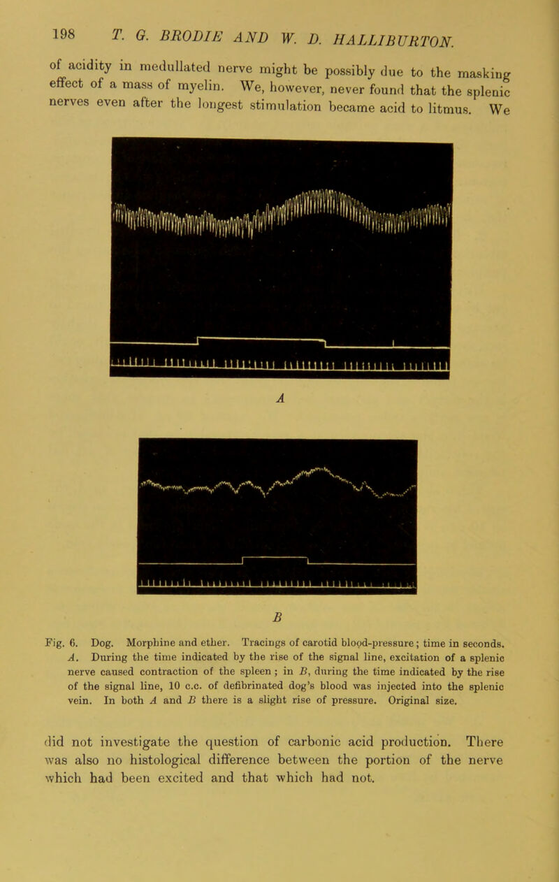 of acidity in medullated nerve might be possibly due to the masking effect of a mass of myelin. We, however, never found that the splenic nerves even after the longest stimulation became acid to litmus. We A B Pig. 6. Dog. Morphine and ether. Tracings of carotid blood-pressure; time in seconds. A. During the time indicated by the rise of the signal line, excitation of a splenic nerve caused contraction of the spleen ; in B, during the time indicated by the rise of the signal line, 10 c.c. of defibrinated dog’s blood was injected into the splenic vein. In both A and B there is a slight rise of pressure. Original size. did not investigate the question of carbonic acid production. There was also no histological difference between the portion of the nerve which had been excited and that which had not.