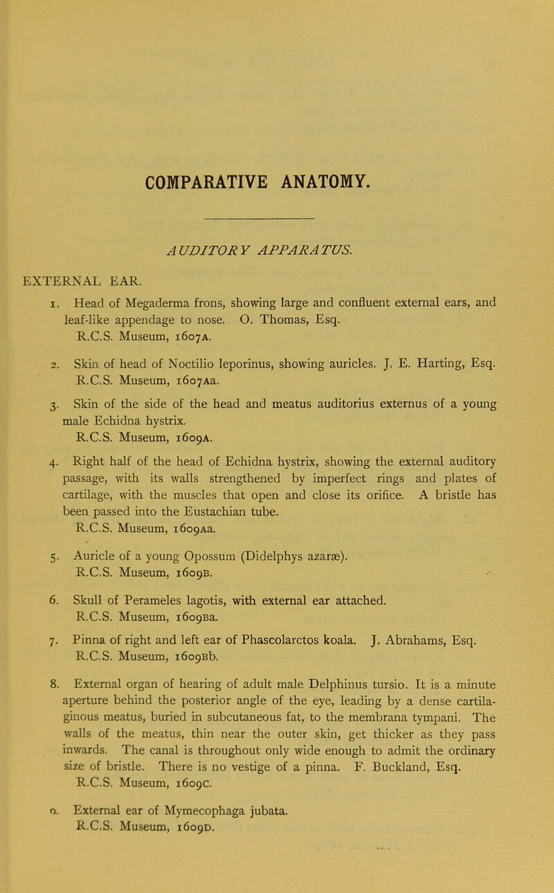 COMPARATIVE ANATOMY. AUDITORY APPARATUS. EXTERNAL EAR. 1. Head of Megaderma frons, showing large and confluent external ears, and leaf-like appendage to nose. O. Thomas, Esq. R.C.S. Museum, 1607A. 2. Skin of head of Noctilio leporinus, showing auricles. J. E. Harting, Esq. R.C.S. Museum, idoyAa. 3. Skin of the side of the head and meatus auditorius externus of a young male Echidna hystrix. R.C.S. Museum, 1609A. 4. Right half of the head of Echidna hystrix, showing the external auditory passage, with its wails strengthened by imperfect rings and plates of cartilage, with the muscles that open and close its orifice. A bristle has been passed into the Eustachian tube. R.C.S. Museum, idopAa. 5. Auricle of a young Opossum (Didelphys azarse). R.C.S. Museum, 1609B. 6. Skull of Perameles lagotis, with external ear attached. R.C.S. Museum, i6o9Ba. 7. Pinna of right and left ear of Phascolarctos koala. J. Abrahams, Esq. R.C.S. Museum, i6o9Bb. 8. External organ of hearing of adult male Delphinus tursio. It is a minute aperture behind the posterior angle of the eye, leading by a dense cartila- ginous meatus, buried in subcutaneous fat, to the membrana tympani. The walls of the meatus, thin near the outer skin, get thicker as they pass inwards. The canal is throughout only wide enough to admit the ordinary size of bristle. There is no vestige of a pinna. F. Buckland, Esq. R.C.S. Museum, 1609c. o. External ear of Mymecophaga jubata.