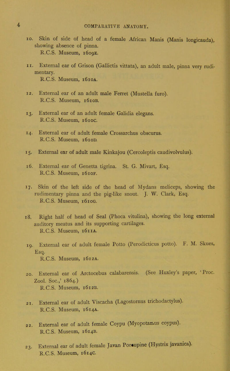 10. Skin of side of head of a female African Manis (Manis longicauda), showing absence of pinna. R.C.S. Museum, i6o9E. 11. External ear of Grison (Gallictis vittata), an adult male, pinna very rudi- mentary. R.C.S. Museum, i6ioa. 12. External ear of an adult male Ferret (Mustella furo). R.C.S. Museum, i6iob. 13. External ear of an adult female Galidia elegans. R.C.S. Museum, 1610c. 14. External ear of adult female Crossarchus obscurus. R.C.S. Museum, 1610D. 15. External ear of adult male Kinkajou (Cercoleptis caudivolvulus). 16. External ear of Genetta tigrina. St. G. Mivart, Esq. R.C.S. Museum, i6iof. 17. Skin of the left side of the head of Mydans meliceps, showing the rudimentary pinna and the pig-like snout. J. W. Clark, Esq. R.C.S. Museum, 1610G. 18. Right half of head of Seal (Phoca vitulina), showing the long external auditory meatus and its supporting cartilages. R.C.S. Museum, 1611A. 19. External ear of adult female Potto (Perodicticus potto). F. M. Skues, Esq. R.C.S. Museum, 1612A. 20. External ear of Arctocebus calabarensis. (See Huxley’s paper, ‘Proc. Zool. Soc.,’ 1864.) R.C.S. Museum, 1612B. 21. External ear of adult Viscacha (Lagostornus trichodactylus). R.C.S. Museum, 1614A. 22. External ear of adult female Coypu (Myopotamus coypus). R.C.S. Museum, 1614B. 23. External ear of adult female Javan Porcupine (Hystrix javanica).
