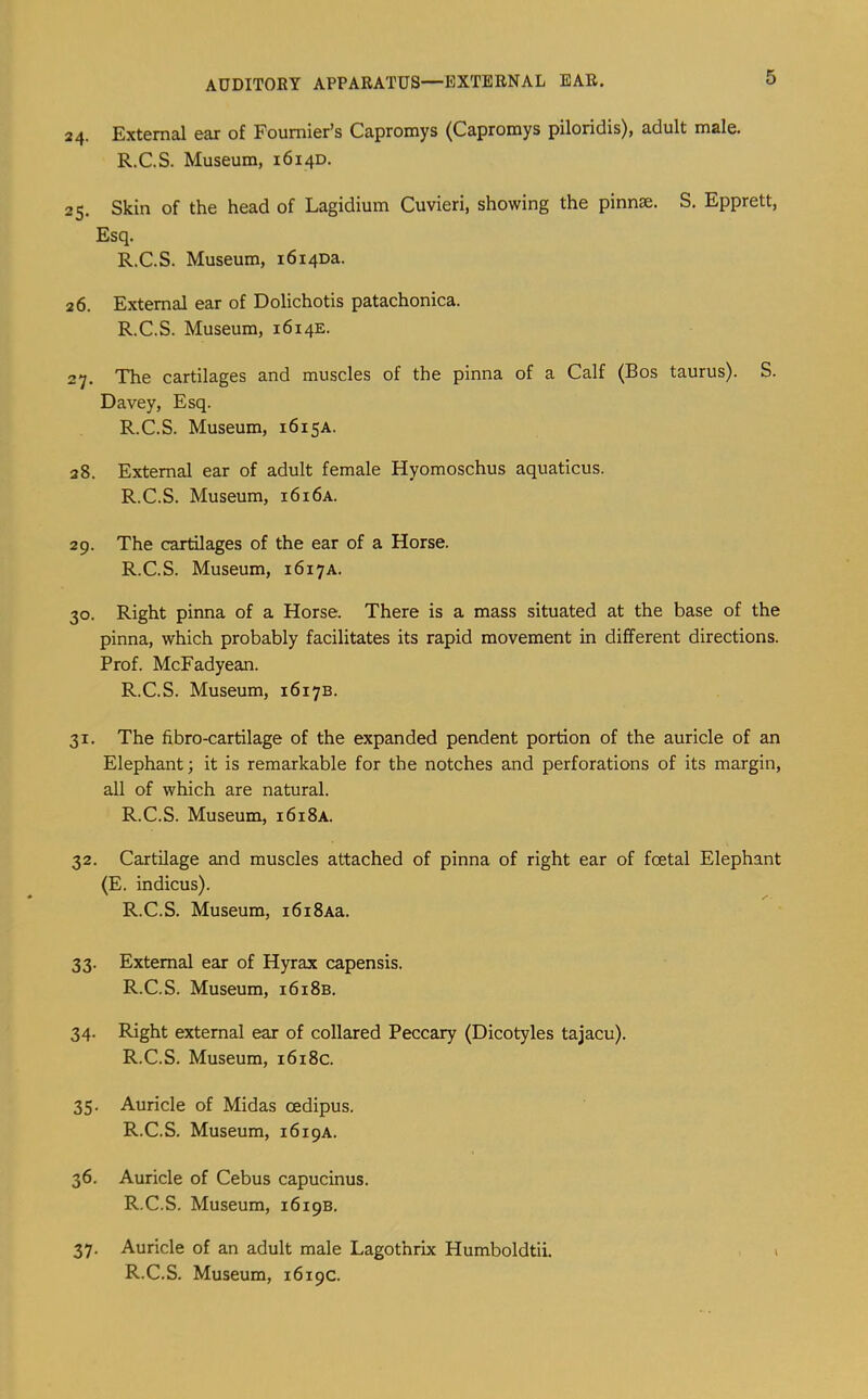 AUDITORY APPARATUS—EXTERNAL EAR. 24. External ear of Fournier’s Capromys (Capromys piloridis), adult male. R.C.S. Museum, 1614D. 25. Skin of the head of Lagidium Cuvieri, showing the pinnae. S. Epprett, Esq. R.C.S. Museum, i6i4Da. 26. External ear of Dolichotis patachonica. R.C.S. Museum, 1614E. 27. The cartilages and muscles of the pinna of a Calf (Bos taurus). S. Davey, Esq. R.C.S. Museum, 1615A. 28. External ear of adult female Hyomoschus aquaticus. R.C.S. Museum, i6i6a. 29. The cartilages of the ear of a Horse. R.C.S. Museum, 1617A. 30. Right pinna of a Horse. There is a mass situated at the base of the pinna, which probably facilitates its rapid movement in different directions. Prof. McFadyean. R.C.S. Museum, 1617B. 31. The fibro-cartilage of the expanded pendent portion of the auricle of an Elephant; it is remarkable for the notches and perforations of its margin, all of which are natural. R.C.S. Museum, i6i8a. 32. Cartilage and muscles attached of pinna of right ear of foetal Elephant (E. indicus). R.C.S. Museum, i6i8Aa. 33. External ear of Hyrax capensis. R.C.S. Museum, i6i8b. 34. Right external ear of collared Peccary (Dicotyles tajacu). R.C.S. Museum, i6i8c. 35. Auricle of Midas cedipus. R.C.S. Museum, 1619A. 36. Auricle of Cebus capucinus. R.C.S. Museum, 1619B. 37. Auricle of an adult male Lagothrix Humboldtii. i