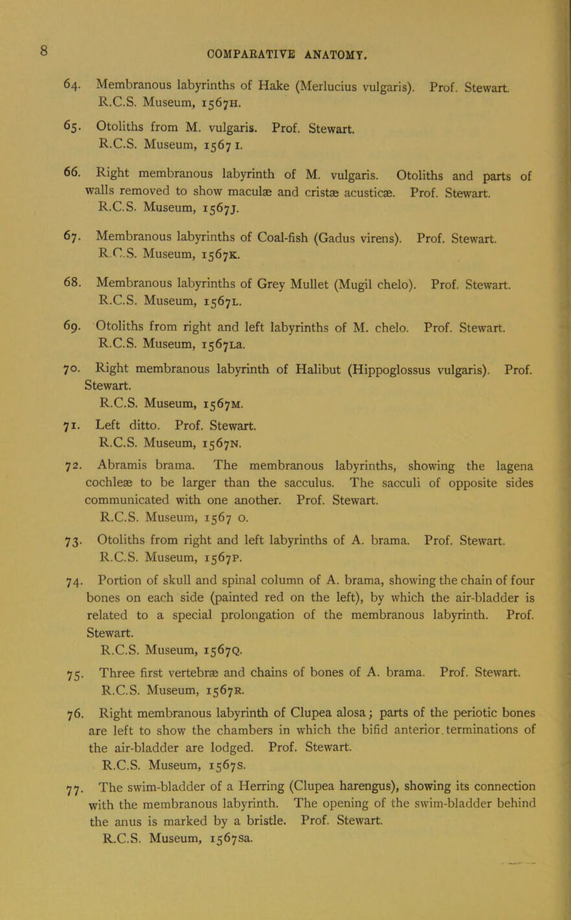 64. Membranous labyrinths of Hake (Merlucius vulgaris). Prof. Stewart. R.C.S. Museum, 1567H. 65. Otoliths from M. vulgaris. Prof. Stewart. R.C.S. Museum, 1567 i. 66. Right membranous labyrinth of M. vulgaris. Otoliths and parts of walls removed to show maculae and cristae acusticae. Prof. Stewart. R.C.S. Museum, 1567J. 67. Membranous labyrinths of Coal-fish (Gadus virens). Prof. Stewart. R.C.S. Museum, 1567K. 68. Membranous labyrinths of Grey Mullet (Mugil chelo). Prof. Stewart. R.C.S. Museum, 1567L. 69. Otoliths from right and left labyrinths of M. chelo. Prof. Stewart. R.C.S. Museum, i567La. 70. Right membranous labyrinth of Halibut (Hippoglossus vulgaris). Prof. Stewart. R.C.S. Museum, 1567M. 71. Left ditto. Prof. Stewart. R.C.S. Museum, 1567N. 72. Abramis brama. The membranous labyrinths, showing the lagena cochleae to be larger than the sacculus. The sacculi of opposite sides communicated with one another. Prof. Stewart. R.C.S. Museum, 1567 o. 73. Otoliths from right and left labyrinths of A. brama. Prof. Stewart. R.C.S. Museum, 1567P. 74. Portion of skull and spinal column of A. brama, showing the chain of four bones on each side (painted red on the left), by which the air-bladder is related to a special prolongation of the membranous labyrinth. Prof. Stewart. R.C.S. Museum, 1567Q. 75. Three first vertebrae and chains of bones of A. brama. Prof. Stewart. R.C.S. Museum, 1567R. 76. Right membranous labyrinth of Clupea alosa; parts of the periotic bones are left to show the chambers in which the bifid anterior, terminations of the air-bladder are lodged. Prof. Stewart. R.C.S. Museum, 1567s. 77. The swim-bladder of a Herring (Clupea harengus), showing its connection with the membranous labyrinth. The opening of the swim-bladder behind the anus is marked by a bristle. Prof. Stewart.