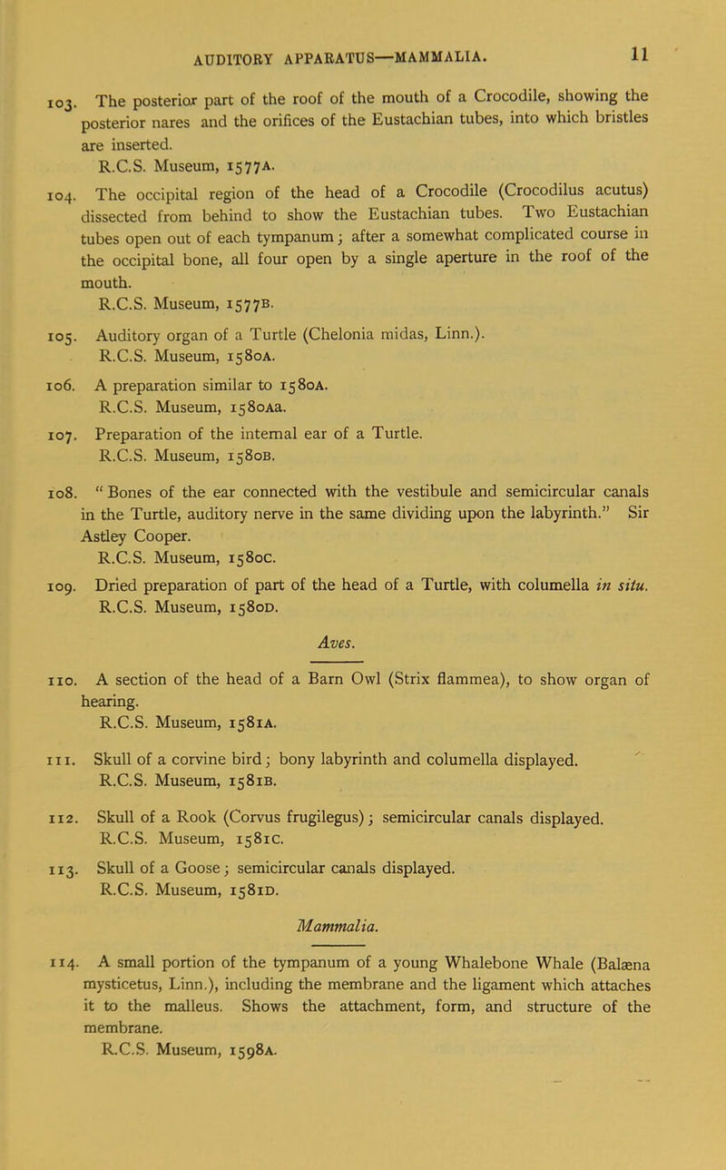 103. The posterior part of the roof of the mouth of a Crocodile, showing the posterior nares and the orifices of the Eustachian tubes, into which bristles are inserted. R.C.S. Museum, iS77A. 104. The occipital region of the head of a Crocodile (Crocodilus acutus) dissected from behind to show the Eustachian tubes. Two Eustachian tubes open out of each tympanum ^ after a somewhat complicated course in the occipital bone, all four open by a single aperture in the roof of the mouth. R.C.S. Museum, 15773. 105. Auditory organ of a Turtle (Chelonia midas, Linn.). R.C.S. Museum, 1580A. 106. A preparation similar to 1580A. R.C.S. Museum, i58oAa. 107. Preparation of the internal ear of a Turtle. R.C.S. Museum, 1580B. 108. “ Bones of the ear connected with the vestibule and semicircular canals in the Turtle, auditory nerve in the same dividing upon the labyrinth.” Sir Astley Cooper. R.C.S. Museum, 1580c. 109. Dried preparation of part of the head of a Turtle, with columella in situ. R.C.S. Museum, 1580D. Aves. no. A section of the head of a Barn Owl (Strix flammea), to show organ of hearing. R.C.S. Museum, 1581A. 111. Skull of a corvine bird; bony labyrinth and columella displayed. R.C.S. Museum, 1581B. 112. Skull of a Rook (Corvus frugilegus); semicircular canals displayed. R.C.S. Museum, 1581c. 113. Skull of a Goose; semicircular canals displayed. R.C.S. Museum, 1581D. Mammalia. 114. A small portion of the tympanum of a young Whalebone Whale (Balaena mysticetus, Linn.), including the membrane and the ligament which attaches it to the malleus. Shows the attachment, form, and structure of the membrane.