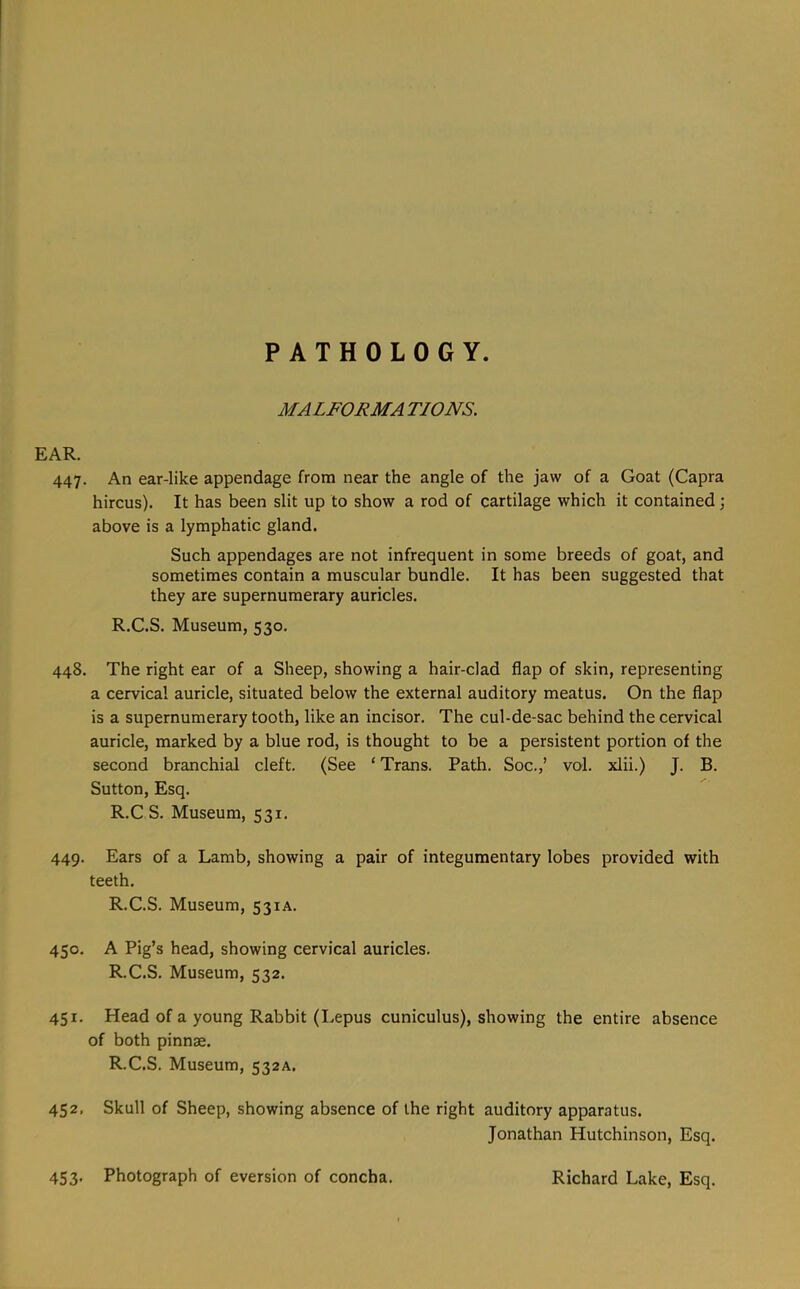 MALFORMA TIONS. EAR. 447. An ear-like appendage from near the angle of the jaw of a Goat (Capra hircus). It has been slit up to show a rod of cartilage which it contained \ above is a lymphatic gland. Such appendages are not infrequent in some breeds of goat, and sometimes contain a muscular bundle. It has been suggested that they are supernumerary auricles. R.C.S. Museum, 530. 448. The right ear of a Sheep, showing a hair-clad flap of skin, representing a cervical auricle, situated below the external auditory meatus. On the flap is a supernumerary tooth, like an incisor. The cul-de-sac behind the cervical auricle, marked by a blue rod, is thought to be a persistent portion of the second branchial cleft. (See ‘ Trans. Path. Soc.,’ vol. xlii.) J. B. Sutton, Esq. R.C S. Museum, 531. 449. Ears of a Lamb, showing a pair of integumentary lobes provided with teeth. R.C.S. Museum, 531A. 450. A Pig’s head, showing cervical auricles. R.C.S. Museum, 532. 451. Head of a young Rabbit (Lepus cuniculus), showing the entire absence of both pinnae. R.C.S. Museum, 532A. 452. Skull of Sheep, showing absence of the right auditory apparatus. Jonathan Hutchinson, Esq.