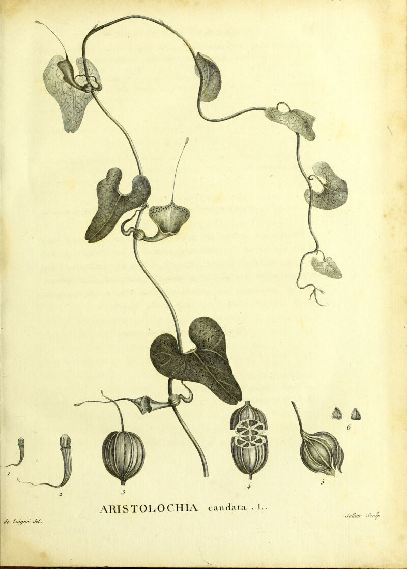 I de Zitiqne de/. ARISTOLOCHIA eau data. • I< • J p/ber