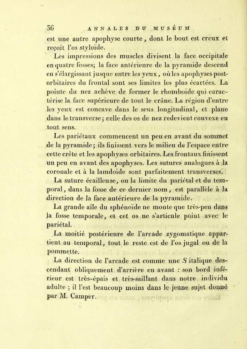 est une autre apophyse courte, dont le bout est creux et reçoit l’os styloïde. Les impressions des muscles divisent la face occipitale en quatre fosses; la face antérieure de la pyramide descend en s’élargissant jusque entre les yeux, où les apophyses post- orbitaires du frontal sont ses limites les plus écartées. La pointe du nez achève de former le rhomboïde qui carac- térise la face supérieure de tout le crâne. La région d’entre les yeux est concave dans le sens longitudinal, et plane dans le transverse ; celle des os de nez redevient convexe en tout sens. Les pariétaux commencent un peu en avant du sommet de ta pyramide; ils finissent vers le milieu de l’espace entre cette crête et les apophyses orbitaires. Les frontaux finissent un peu en avant des apophyses. Les sutures analogues à la coronale et à la lamdoïde sont parfaitement transverses. La suture écailleuse, ou la limite du pariétal et du tem- poral , dans la fosse de ce dernier nom, est parallèle à la direction de la face antérieure de la pyramide. La grande aile du sphénoïde ne monte que très-peu dans la fosse temporale, et cet os ne s’articule point avec le pariétal. La moitié postérieure de l’arcade zygomatique appar- tient au temporal, tout le reste est de l’os jugal ou de la pommette. La direction de l’arcade est comme une S italique des- cendant obliquement d’arrière en avant : son bord infé- rieur est très-épais et très-saillant dans notre individu adulte ; il l’est beaucoup moins dans le jeûne sujet donné par M. Camper.