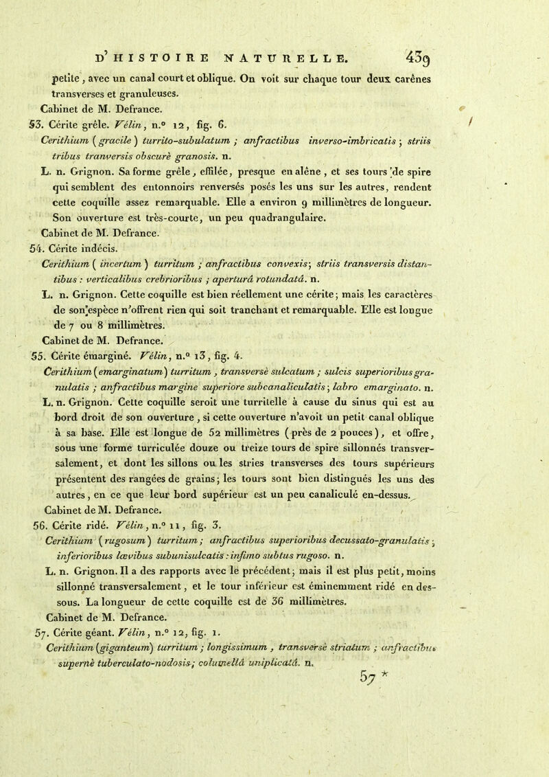 petite, avec un canal court et oblique. On voit sur chaque tour deux carènes transverses et granuleuses. Cabinet de M. Defrance. 53. Cérite grêle. Vélin, n.° 12, fig. 6. Cerithium ( gracile ) turrito-subulatum ; anfractibus inverso-imbricatis ; striis tribus tranversis obscure granosis. n. L. n. Grignon. Sa forme grêle, effilée, presque en alêne, et ses tours [de spire qui semblent des entonnoirs renversés posés les uns sur les autres, rendent cette coquille assez remarquable. Elle a environ 9 millimètres de longueur. Son ouverture est très-courte, un peu quadrangulaire. Cabinet de M. Defrance. 54. Cérite indécis. Cerithium ( incertum ) turritum ; anfractibus convexis; striis transversis distan- tibus : verticalibus crebrioribus ; aperturâ rotundatâ. n. L. n. Grignon. Cette coquille est bien réellement une cérite; mais les caractères de son[espèce n’offrent rien qui soit tranchant et remarquable. Elle est longue de 7 ou 8 millimètres. Cabinet de M. Defrance. 55. Cérite émarginé. Vélin, n.° i3, fig. 4. Cerithium (emarginatum) turritum , transversè sulcatum ; sulcis superioribusgra- nulatis ; anfractibus margine superiore subcanaliculatis ; labro emarginato. n. L. n. Grignon. Cette coquille seroit une turrilelle à cause du sinus qui est au bord droit de son ouverture , si cette ouverture n’avoit un petit canal oblique à sa base. Elle est longue de 52 millimètres (près de 2 pouces), et offre, sous une forme turriculée douze ou treize tours de spire sillonnés transver- salement, et dont les sillons ou les stries transverses des tours supérieurs présentent des rangées de grains; les tours sont bien distingués les uns des autres, en ce que leur bord supérieur est un peu canaliculé en-dessus.^ Cabinet de M. Defrance. / 56. Cérite ridé. Vélin, n.° il, fig. 3. Cerithium ( rugosum ) turritum ; anfractibus superior ibus decussato-granulatis ; inferioribus lœvïbus subunisulcatis : infuno subtus rugoso. n. L. n. Grignon. Il a des rapports avec le précédent; mais il est plus petit, moins sillonné transversalement, et le tour inférieur est éminemment ridé en des- sous. La longueur de cette coquille est de 36 millimètres. Cabinet de M. Defrance. 57. Cérite géant. Vélin, n.° 12, fig. 1. Cerithium (giganteum) turritum ; longissimum , transversè striatum ; anfractibus supernè tuberculato-nodosis; columellâ uniplicatâ. n. 57 *