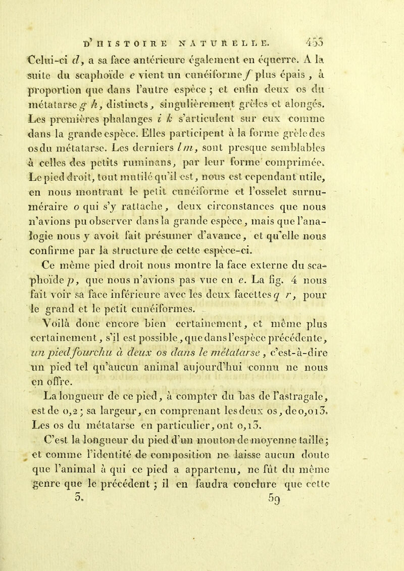 Celui-ci cl, a sa face antérieure également en équerre. À la suite du scaphoïde e vient un cunéiforme f plus épais , à proportion que dans l’autre espèce ; et enfin deux os du métatarse g- h, distincts,, singulièrement grêles et alongés. Les premières phalanges i k s’articulent sur eux comme dans la grande espèce. Elles participent à la forme grêle des osdu métatarse. Les derniers lin, sont presque semblables à celles des petits rumin&ns, par leur forme comprimée. Le pied droit, tout mutilé qu’il est, nous est cependant utile, en nous montrant le petit cunéiforme et l’osselet surnu- méraire o qui s’y rattache, deux circonstances que nous n’avions pu observer dans la grande espèce, mais que l’ana- logie nous y a voit fait présumer d’avance, et qu’elle nous confirme par la structure de cette espèce-ci. Ce même pied droit nous montre la face externe du sca- phoïde p, que nous n’avions pas vue en e. La fig. 4 nous fait voir sa face inférieure avec les deux facettes r, pour le grand et le petit cunéiformes. Voilà donc encore bien certainement, et même plus certainement, s’il est possible, que dans l’espèce précédente, un pied fourchu à deux os dans le métatarse , c’est-à-dire un pied tel qu’aucun animal aujourd’hui connu ne nous en offre. La longueur de ce pied, à compter du bas de l’astragale, est de 0,-2; sa largeur, en comprenant lesdeux os, deo,oi3* Les os du métatarse en particulier,ont o,i5. C’est la longueur du pied d’un mouton de moyenne taille ; et comme l’identité de composition ne laisse aucun doute que l’animal à qui ce pied a appartenu, ne fut du même genre que le précédent ) il en faudra conclure que cette r- r 0. 5g