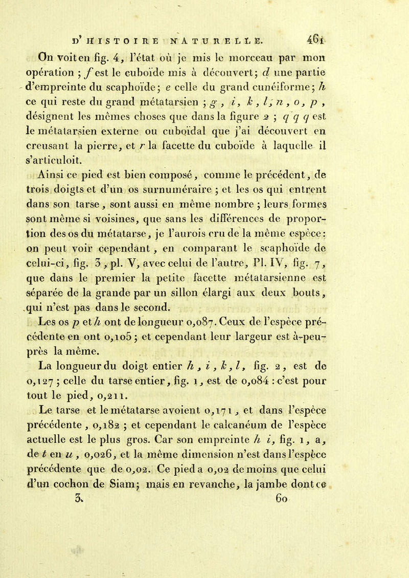 On voit en fig. 4, l’état où je mis le morceau par mon opération f est le cuboïde mis à découvert; d une partie d’empreinte du scaphoïde; e celle du grand cunéiforme; h ce qui reste du grand métatarsien ; g , i, h , /, n , o, p , désignent les memes choses que dans la ligure 2 ; q q q est le métatarsien externe ou cuboïdal que j’ai découvert en creusant la pierre, et r la facette du cuboïde à laquelle il s’articuloit. Ainsi ce pied est bien composé, comme le précédent, de trois doigts et d’un os surnuméraire ; et les os qui entrent dans son tarse , sont aussi en même nombre ; leurs formes sont même si voisines, que sans les différences de propor- tion des os du métatarse, je l’aurois cru de la même espèce: on peut voir cependant , en comparant le scaphoïde de celui-ci, fig. 3 , pl. Y, avec celui de l’autre, PI. IV, fig. 7, que dans le premier la petite facette métatarsienne est séparée de la grande par un sillon élargi aux deux bouts, .qui 11’est pas dans le second. Les os p et h ont de longueur 0,087. Ceux de l’espèce pré- cédente en ont o,io5; et cependant leur largeur est à-peu- près la même. La longueur du doigt entier A, i, k,l, fig. 2, est de 0,127 ; celle du tarse entier, fig. 1, est de o,o84 : c’est pour tout le pied, 0,211. Le tarse et le métatarse avoient 0,171, et dans l’espèce précédente , 0,182 ; et cependant le calcanéum de l’espèce actuelle est le plus gros. Car son empreinte h i, fig. 1, a, de t en u , 0,026, et la même dimension n’est dans l’espèce précédente que de 0,02. Ce pied a 0,02 de moins que celui d’un cochon de Siam; mais en revanche, la jambe dont ce 5» 60