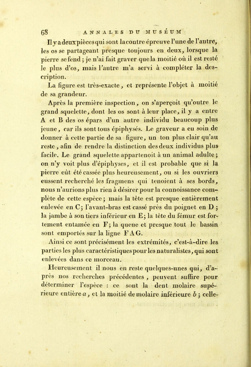 Il y a deux pièces qui sont lacontre épreuve l’une de l’autre, les os se partageant presque toujours en deux, lorsque la pierre se fend ; je n’ai fait graver que la moitié où il est resté le plus d’os, mais l’autre m’a servi à compléter la des- cription. La ligure est très-exacte, et représente l’objet à moitié de sa grandeur. Après la première inspection, on s’aperçoit qu’outre le grand squelette, dont les os sont à leur place, il y a entre A et B des os épars d’un autre individu beaucoup plus jeune, car ils sont tous épiphysés. Le graveur a eu soin de donner à cette partie de sa figure, un ton plus clair qu’au reste , afin de rendre la distinction des deux individus plus facile. Le grand squelette appartenoit à un animal adulte ; on n’y voit plus d’épiphyses, et il est probable que si la pierre eût été cassée plus heureusement, ou si les ouvriers eussent recherché les fragmens qui tenoient à ses bords, nous n’aurions plus rien à désirer pour la connoissance com- plète de cette espèce ; mais la tête est presque entièrement enlevée en C \ l’avant-bras est cassé près du poignet en D ; la jambe à son tiers inférieur en E; la tète du fémur est for- tement entamée en F ; la queue et presque tout le bassin sont emportés sur la ligne F A G. Ainsi ce sont précisément les extrémités, c’est-à-dire les parties les plus caractéristiques pour les naturalistes, qui sont enlevées dans ce morceau. Heureusement il nous en reste quelques-unes qui, d’a- près nos recherches précédentes , peuvent suffire pour déterminer l’espèce : ce sont la dent molaire supé- rieure entière a, et la moitié de molaire inférieure b \ celle-