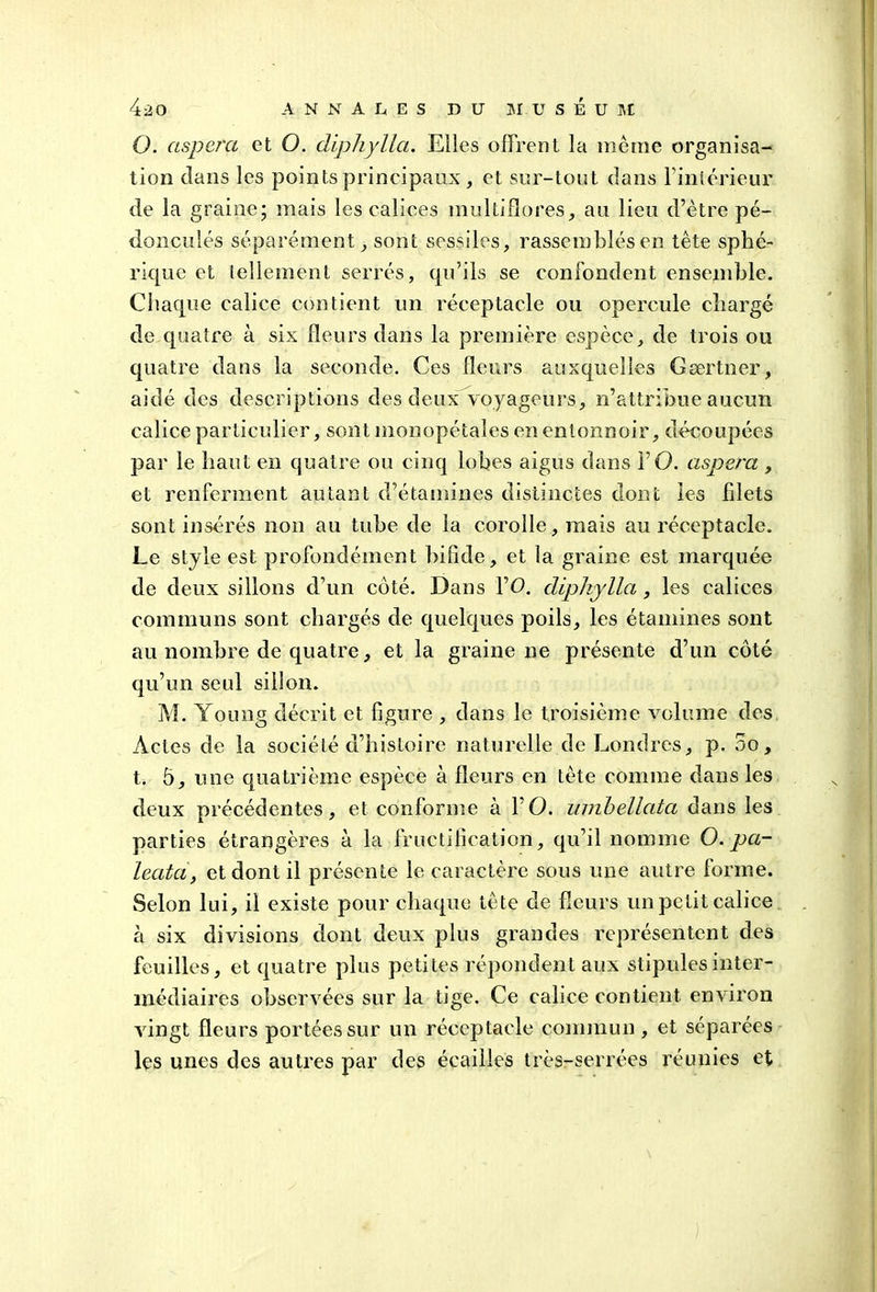 O. asperct et O. dïphyllci. Elles dirent la même organisa- tion clans les points principaux, et sur-tout dans l'intérieur de la graine; mais les calices multiflores, au lieu d’être pé- doncules séparément, sont sessiles, rassemblés en tête sphé- rkjuc et tellement serrés, qu’ils se confondent ensemble. Chaque calice contient un réceptacle ou opercule chargé de quatre à six fleurs dans la première espèce, de trois ou quatre dans la seconde. Ces fleurs auxquelles Cœrtner, aidé des descriptions des deux voyageurs, n’attribue aucun calice particulier, sont monopétaîes en entonnoir, découpées par le haut en quatre ou cinq lobes aigus dans FO. aspera , et renferment autant d’étamines distinctes dont les fdets sont insérés non au tube de la corolle, mais au réceptacle. Le style est profondément bifide, et la graine est marquée de deux sillons d’un côté. Dans FO. dipliylla, les calices communs sont chargés de quelques poils, les étamines sont au nombre de quatre, et la graine ne présente d’un côté qu’un seul siiSon. M. Young décrit et figure , dans le troisième volume des Actes de la société d’histoire naturelle de Londres, p. 5o, t. 5, une quatrième espèce à fleurs en tête comme dans les deux précédentes, et conforme à FO. umbellcita dans les parties étrangères à la fructification, qu’il nomme O.pa- leata, et dont il présente le caractère sous une autre forme. Selon lui, il existe pour chaque tête de fleurs un petit calice à six divisions dont deux plus grandes représentent des feuilles, et quatre plus petites répondent aux stipules inter- médiaires observées sur la tige. Ce calice contient environ vingt fleurs portées sur un réceptacle commun , et séparées les unes des autres par des écailles très-serrées réunies et