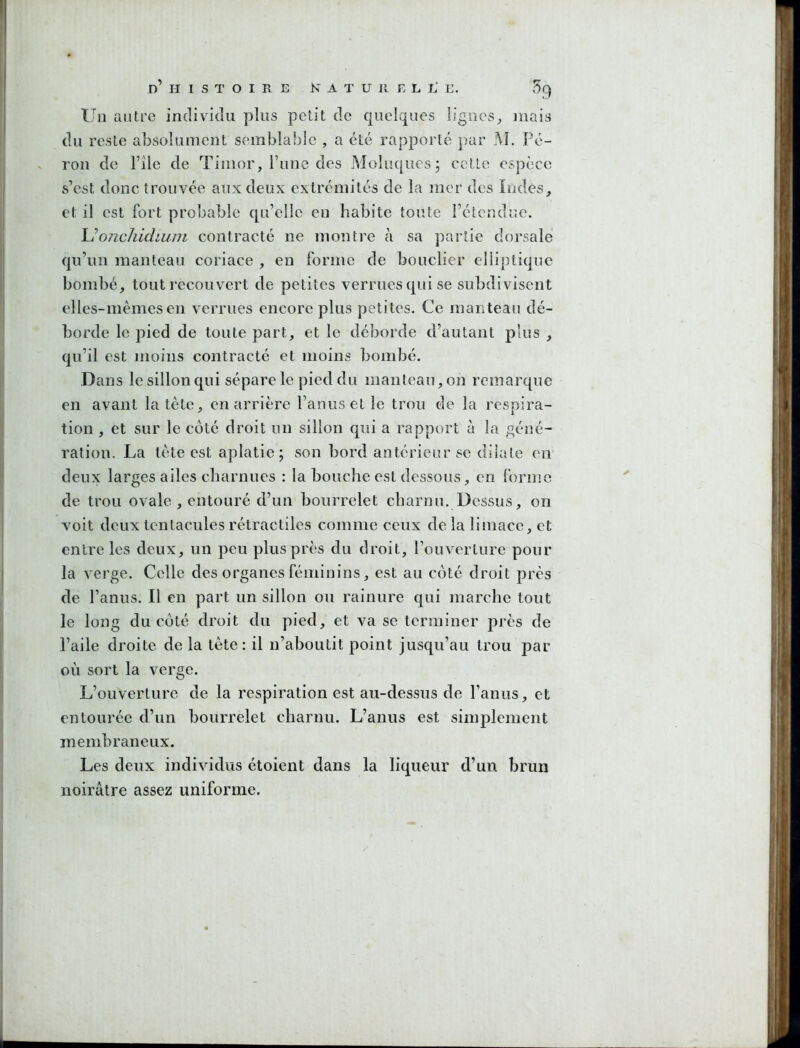 Un antre individu plus petit de quelques ligoeS;, mais du reste absolument semblable , a été rapporté par M. Pé- rou de File de Timor, l’une des Moluqucs ; cette espèce s’est donc trouvée aux deux extrémités de la mer des îndes, et il est fort probable qu’elle en habite tonte l’étendue. Uoîichidiu/n contracté ne montre à sa partie dorsale qu’un manteau coriace , en forme de bouclier elliptique bombé, tout recouvert de petites verrues qui se subdivisent elles-mêmes en verrues encore plus petites. Ce manteau dé- borde le pied de toute part, et le déborde d’autant plus , qu’il est inoiiis contracté et moins bombé. Dans le sillon qui sépare le pied du manteau, on remarque en avant la tête, en arrière l’anus et le trou de la respira- tion , et sur le côté droit un sillon qui a rapport à la géné- ration, La tête est aplatie; son bord antérieur se dilate en deux larges ailes charnues : la bouche est dessous, en forme de trou ovale , entouré d’un bourrelet charnu. Dessus, on voit deux tentacules rétractiles comme ceux de la limace, et entre les deux, un peu plus près du droit, l’ouverture pour la verge. Celle des organes féminins, est au côté droit prés de l’anus. Il en part un sillon ou rainure qui marche tout le long du côté droit du pied, et va se terminer près de l’aile droite de la tète : il n’aboutit point jusqu’au trou par oii sort la verge. L’ouverture de la respiration est au-dessus de l’anus, et entourée d’un bourrelet charnu. L’anus est simplement membraneux. Les deux individus étoient dans la liqueur d’un brun noirâtre assez uniforme.