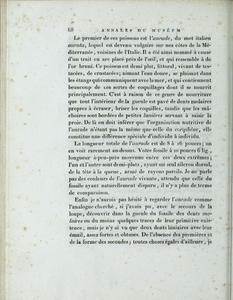 Le premier de ces poissons est Vaiirade, du mot italien aiu'atciy lequel est devenu vulgaire snr nos côtes de la Mé- diterranée voisines de l’Italie. Il a été ainsi nommé à cause d’un trait en arc placé près de l’œil’, et qui ressemble à de l’or bruni. Ce poisson est demi plat, littoral, vivant de tes- lacées, de crustacées; aimant l’eau douce, se plaisant dans les étangs qui communiquent avec la mer, et qui contiennent beaucoup de ces sortes de coquillages dont il se nourrit principalement. C’est à raison de ce genre de nourriture que tout l’intérieur de la gueule est pavé de dents molaires propres à écraser, briser les coquilles, tandis que les mâ- choires sont bordées de petites lanières servant à saisir la proie. De là on doit inférer que l’organisation nutritive de l’aurade n’étant pas la même que celle du coriphêne, elle constitue une différence spéciale d’individu à individu. La longueur totale de Vaiirade est de 8 à i6 pouces; on en voit rarement au-dessus. Votre fossile à lo pouces 6 lig., longueur à-peu-près moyenne entre ces deux extrêmes ; l’un et l’autre sont demi-plats , ayant un seul aileron dorsal, de la tête à la queue, armé de rayons pareils. Je ne parle pas des couleurs de Vaiirade vivante, attendu que celle du fossile ayant naturellement disparu , il n’y a plus de terme de comparaison. Enfin je n’aurois pas hésité à regarder Vaurade comme l’analogue cherché , si j’avois pu, avec le secours de la loupe, découvrir dans la gueule du fossile des dents mo- laires ou du moins quelques traces de leur primitive exis- tence, mais je n’y ai vu que deux dents laniaires avec leur émail, assez fortes et obtuses. De l’absence des premières et de la forme des secondes ; toutes choses égales d’ailleurs , je