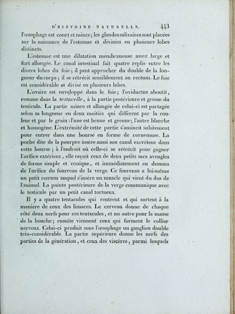 d’HISTOIRE NATURELLE. 44'^ rœsophage est court et mince; les glandes salivaires sont placées sur la naissance de Festomac et divisées en plusieurs lobes distincts. L’estomac est une dilatation membraneuse assez large et fort allongée. Le canal intestinal fait quatre replis eutre les divers lobes du foie ; il peut approcher du double de la lon- gueur du corps ; il se rétrécit sensiblement au rectum. Le foie est considérable et divisé en plusieurs lobes. L’ovaire est envqloppé dans le foie; l’oviductus aboutit, comme dans la testacelle ^ à la partie postérieure et grosse du testicule. La partie mince et allongée de celui-ci est partagée selon sa longueur en deux moitiés qui diffèrent par la cou- leur et par le grain : l’une est brune et grenue; l’autre blanche et homogène. L’extrémité de cette partie s’amincit subitement pour entrer dans une bourse en forme de cornemuse. La poche dite de la pourpre insère aussi son canal excréteur dans cette bourse ; à l’endroit où celle-ci se rétrécit pour gagner l’orifice extérieur^ elle reçoit ceux de deux petits sacs aveugles de forme simple et conique, et immédiatement au dessous de l’orifice du fourreau de la verge. Ce fourreau a lui-méme un petit cæcum auquel s’insère un muscle qui vient du dos de l’animal. La pointe postérieure de la verge communique avec le testicule par un petit canal tortueux. Il y a quatre tentacules qui rentrent et qui sortent à la manière de ceux des limaces. Le cerveau donne de chaque côté deux nerfs pour ces tentacules, et un autre pour la masse de la bouche ; ensuite viennent ceux qui forment le collier nerveux. Celui-ci produit sous l’œsopbage un ganglion double très-considérable. La partie supérieure donne les nerfs des parties de la génération, et ceux des viscères, parmi lesquels