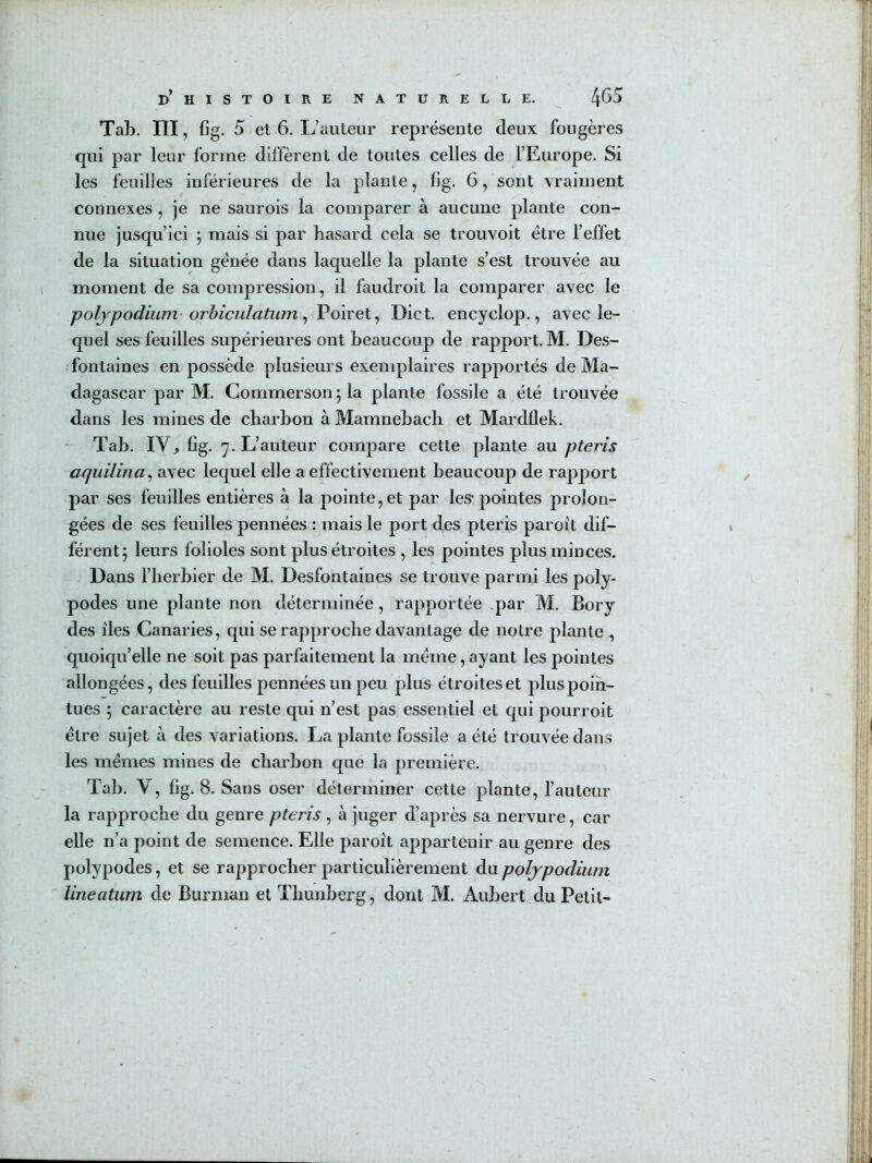 Tab. III, fig. 5 et 6, L’auteur représente deux fougères qui par leur forme diffèrent de toutes celles de l’Europe. Si les feuilles inférieures de la plante, lig. 6, sont vraiment connexes , je ne saurois la comparer à aucune plante con- nue jusqu’ici ; mais si par hasard cela se trouvoit être l’effet de la situation génée dans laquelle la plante s’est trouvée au moment de sa compression, il faudroit la comparer avec le poljpodium'orhiculatum ^ Vo’iveX^ Dict. encyclop., avec le- quel ses feuilles supérieures ont beaucoup de rapport. M. Des- . fontaines en possède plusieurs exenqolaires rapportés de Ma- dagascar par M. Commerson ; la plante fossile a été trouvée dans les mines de charbon à Mamnebach et Mardllek. Tab. IV, fig. 7. L’auteur compare cette plante au pteris aquilina^ avec lequel elle a effectivement beaucoup de rapport par ses feuilles entières à la pointe, et par les* pointes prolon- gées de ses feuilles pennées : mais le port des pteris paroît dif- férent; leurs folioles sont plus étroites , les pointes plus minces. Dans l’herbier de M. Desfontaines se trouve parmi les poly- podes une plante non déterminée, rapportée par M. Bory des îles Canaries, qui se rapproche davantage de notre plante , quoiqu’elle ne soit pas parfaitement la meme, ayant les pointes allongées, des feuilles pennées un peu plus étroites et plus poin- tues ; caractère au reste qui n’est pas essentiel et qui pourroit être sujet à des variations. La plante fossile a été trouvée dans les mêmes mines de charbon que la première. Tab. V, fig. 8. Sans oser déterminer cette plante, l’auteur la rapproche du genre pteris , à juger d’après sa nervure, car elle n’a point de semence. Elle paroît appartenir au genre des polypodes, et se rapprocher particulièrement du pofypodium lineatum de Burman et Thunberg, dont M. Aubert du Petit-